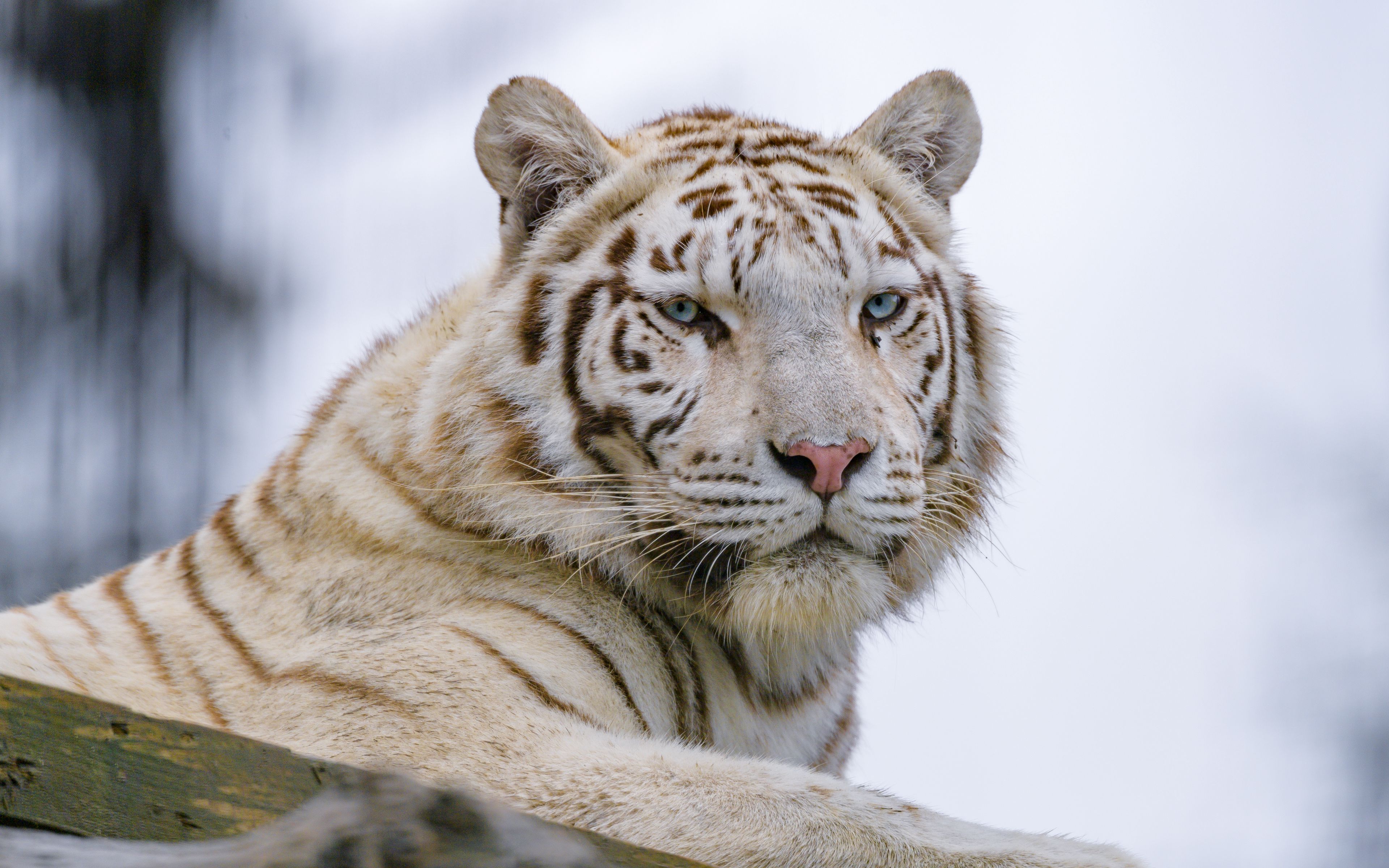 Download wallpaper 3840x2400 white tiger, tiger, glance, predator, animal 4k ultra HD 16:10 HD background