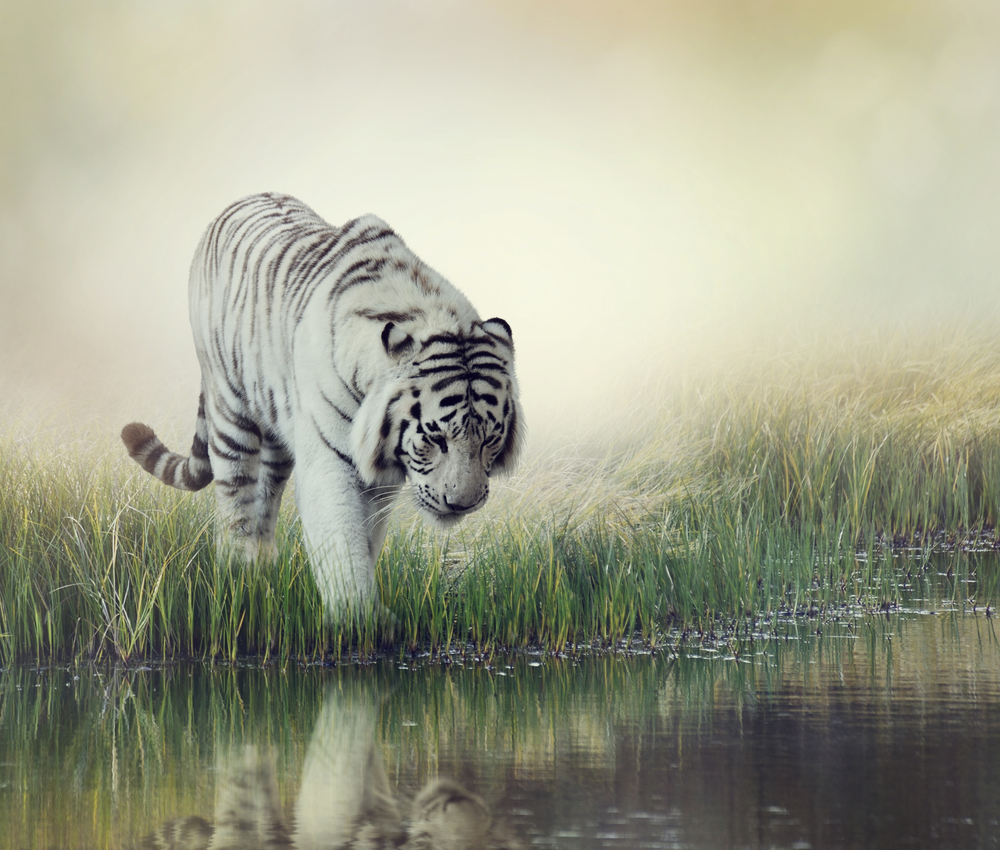 Animal White Tiger 4k Ultra HD Wallpaper