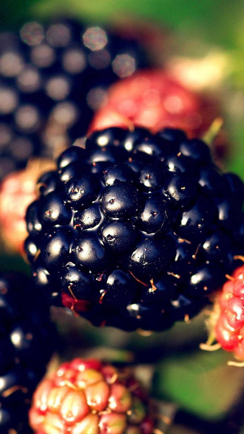 Download Aggregate Fruit Boysenberry Wallpaper