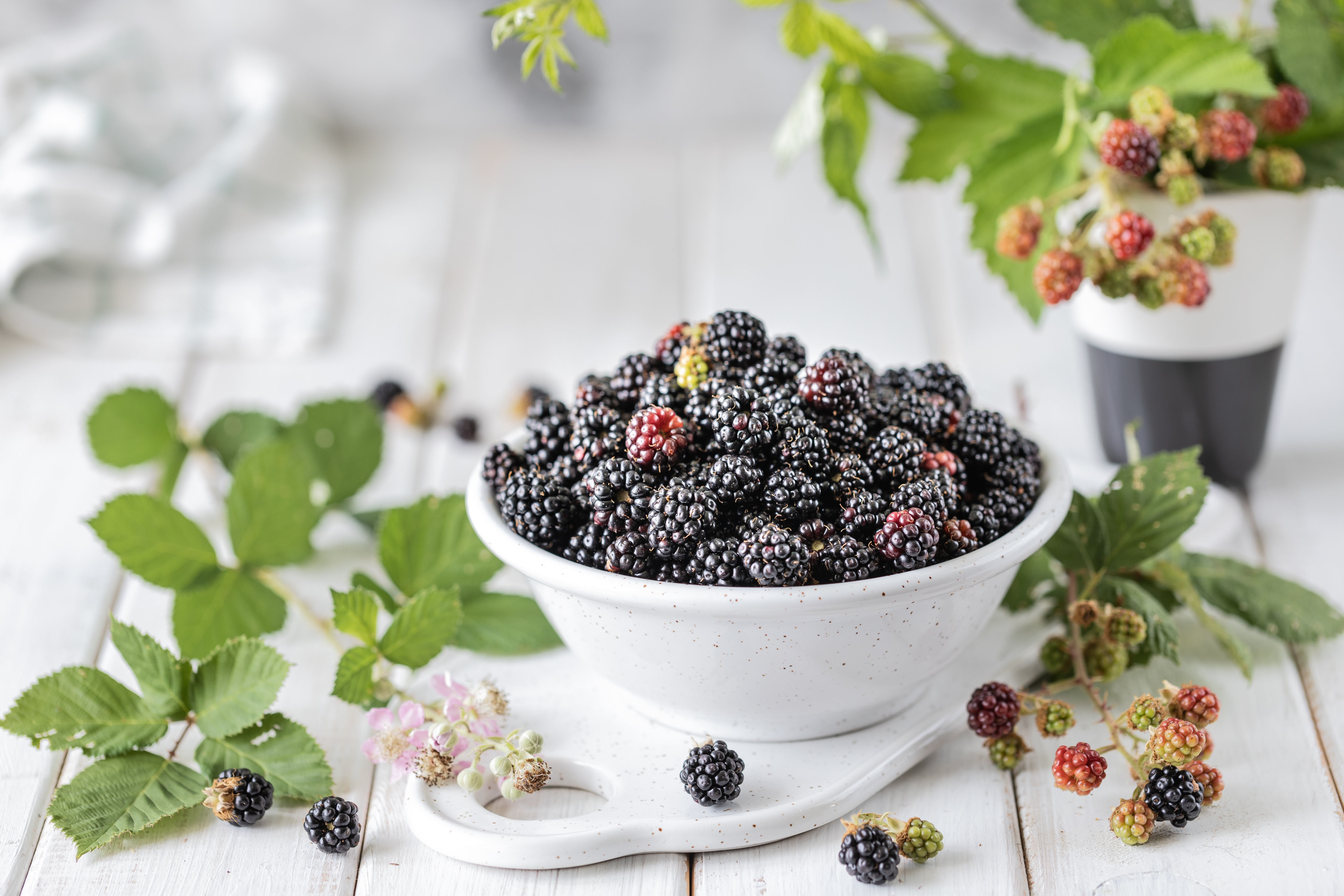 Berry Blackberry Fruit Still Life Wallpaper:6720x4480