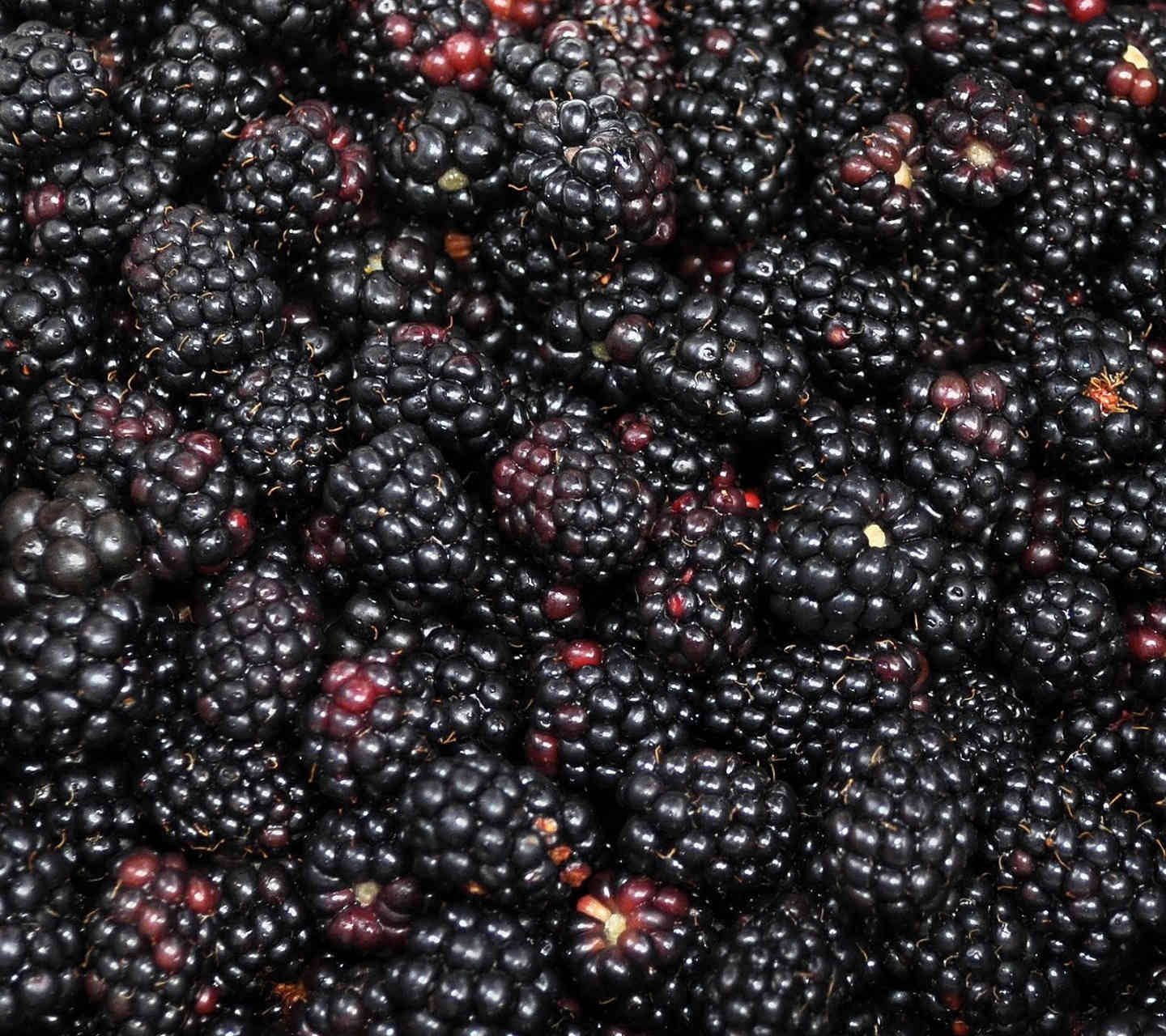 Download Boysenberry Elongated Blackberry Wallpaper