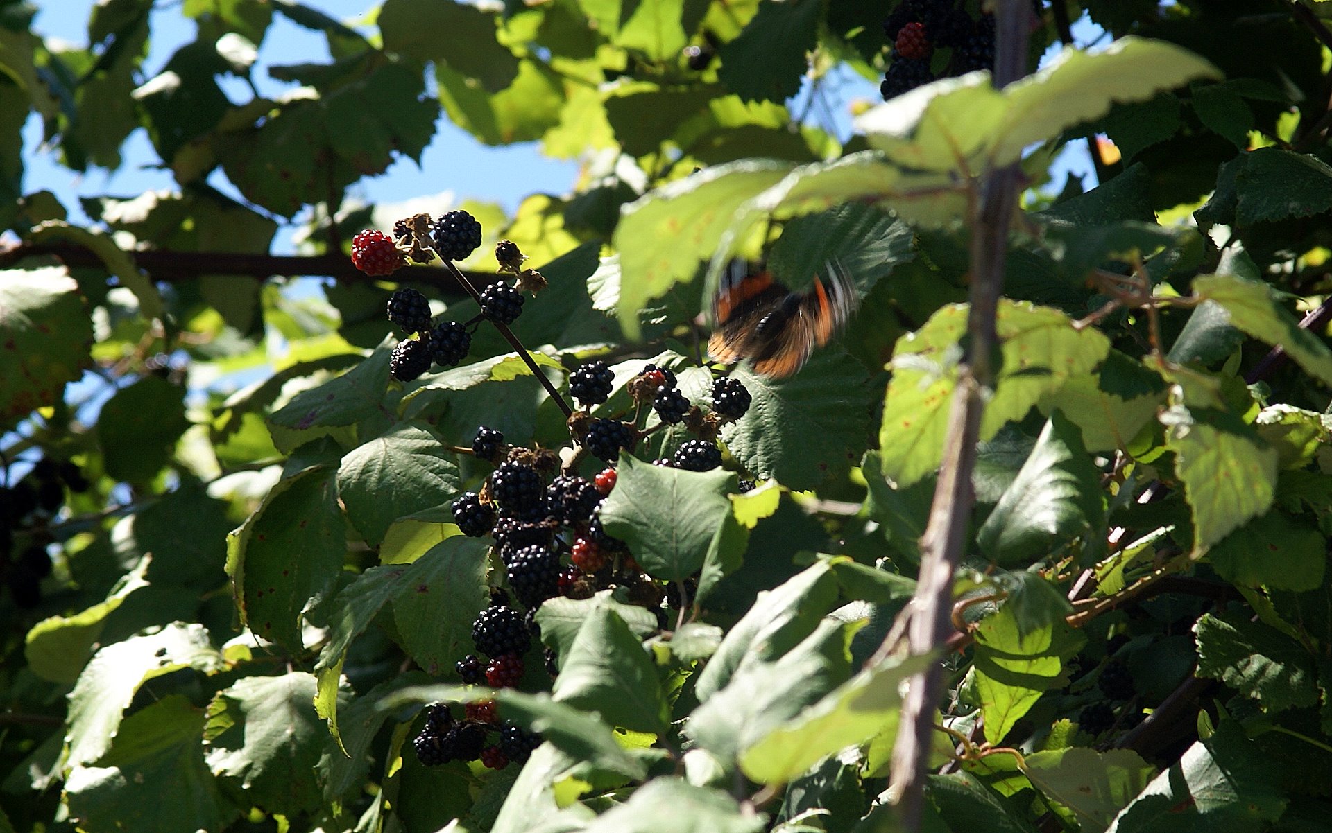 blackberry fruit wallpaper