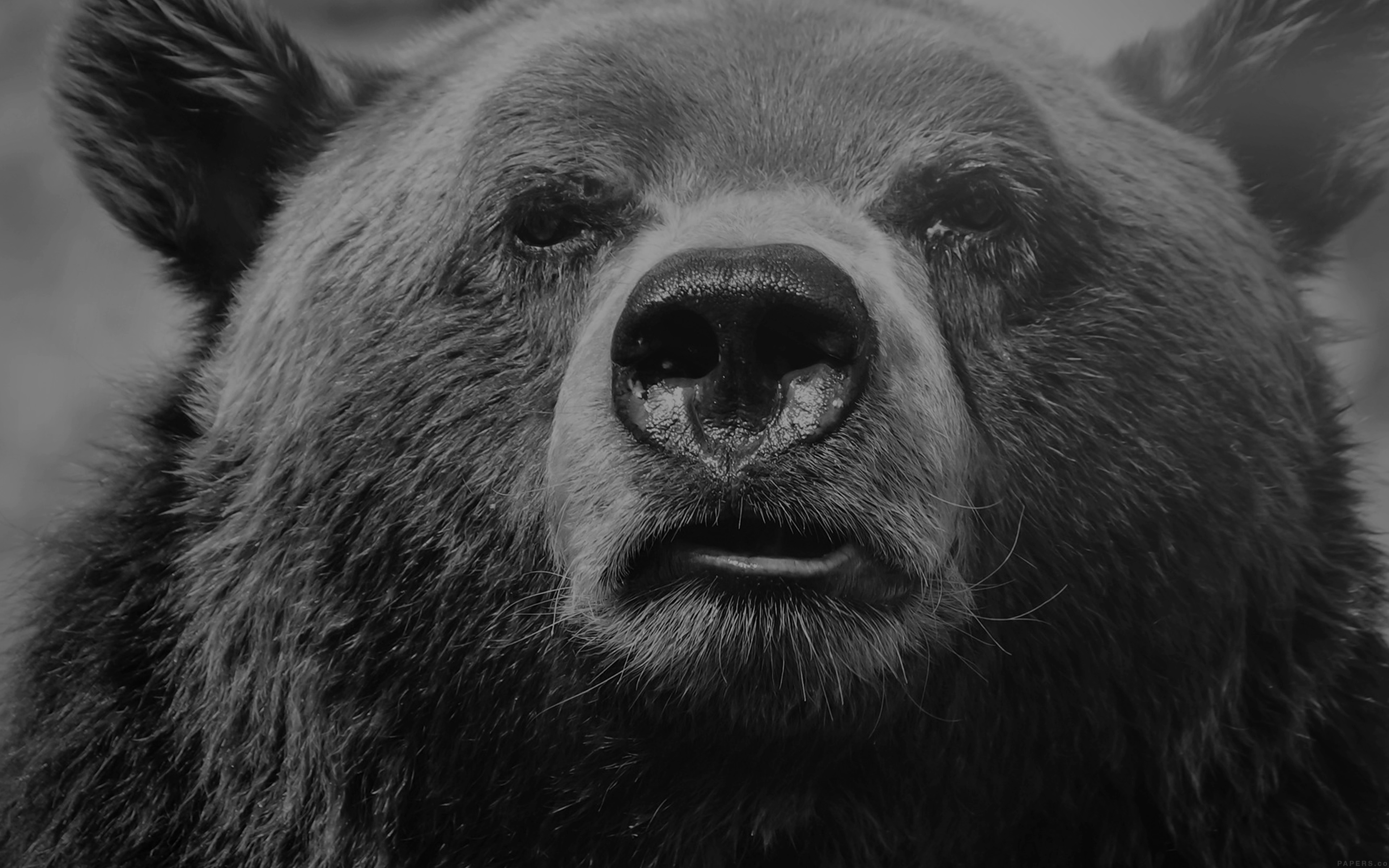 wallpaper for desktop, laptop. bear face what the hell nature bw dark animal