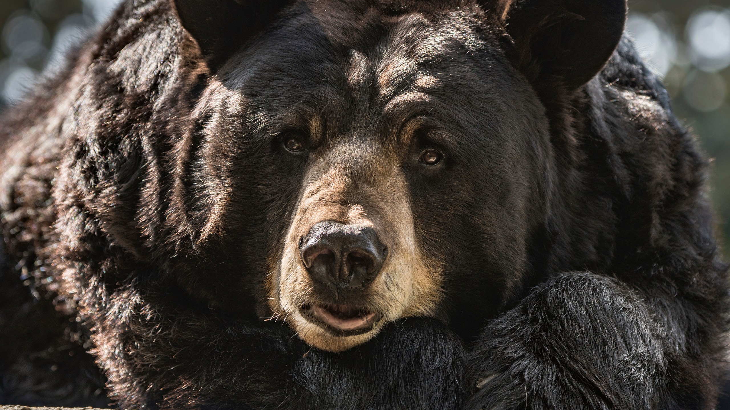 25 Year Old Black Bear Dies At L.A. Zoo