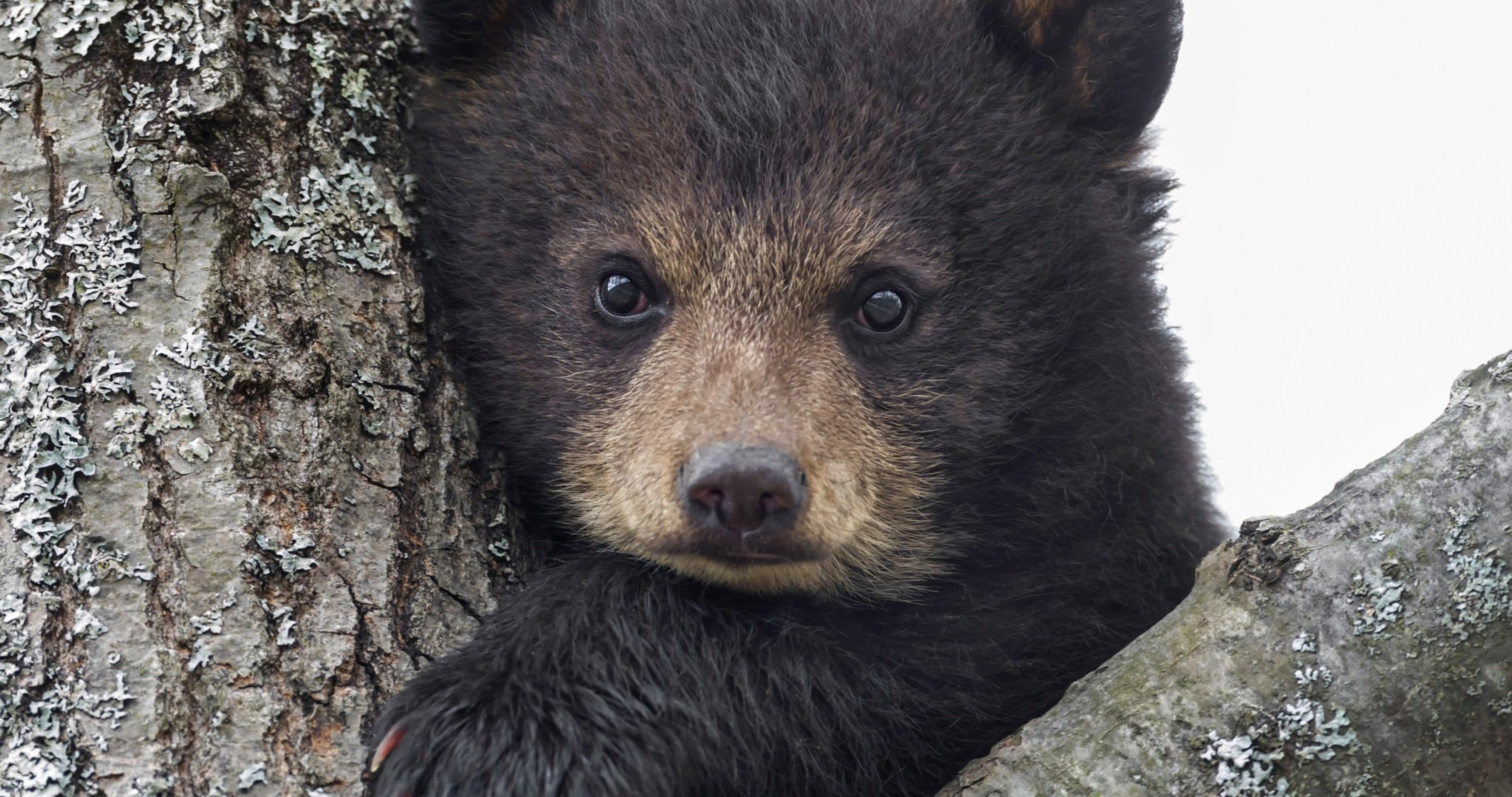 Mods Are Asleep, Upvote A Literal Bear Face