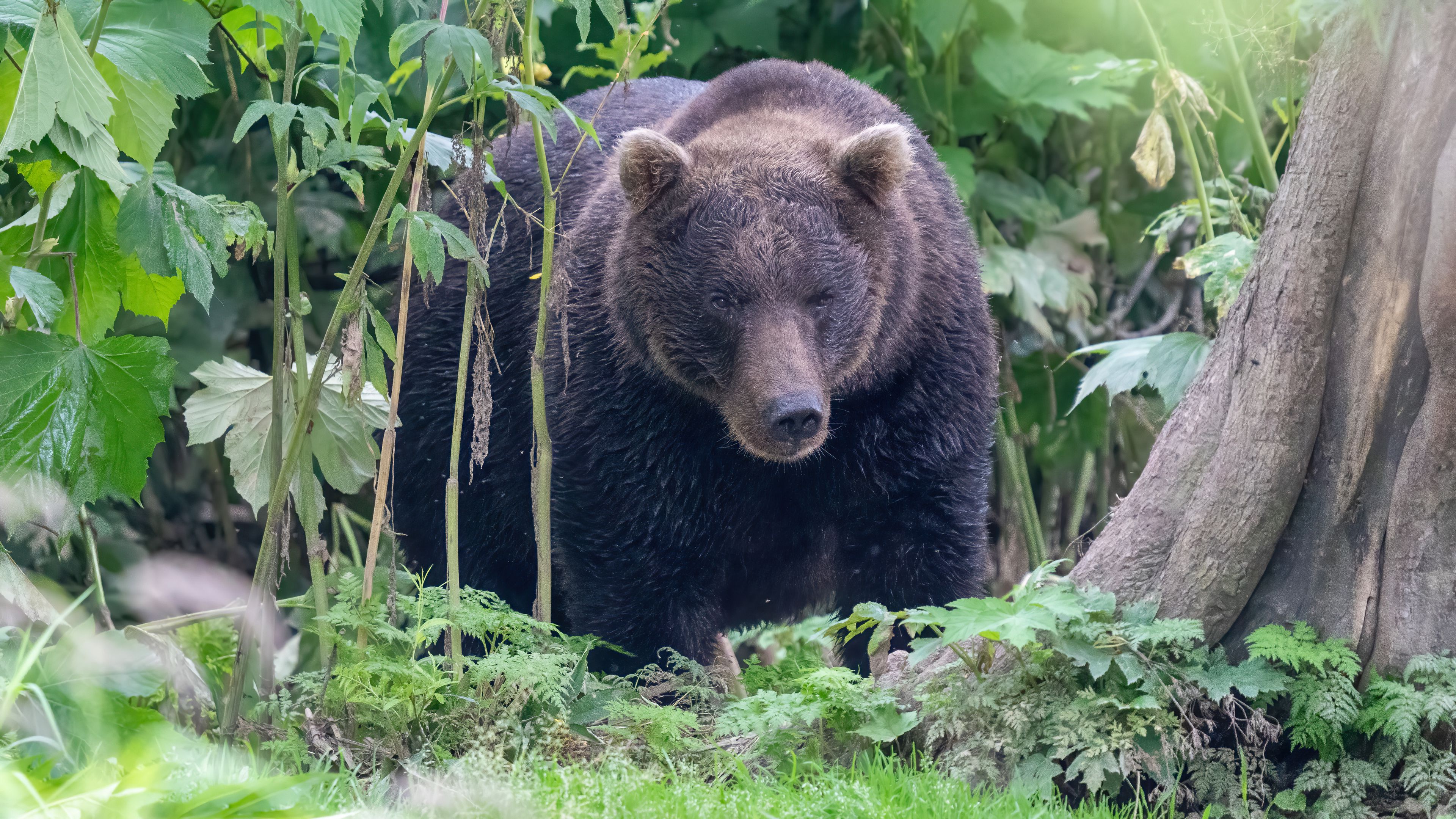 Download wallpaper 3840x2160 bear, animal, wildlife, plants 4k uhd 16:9 HD background