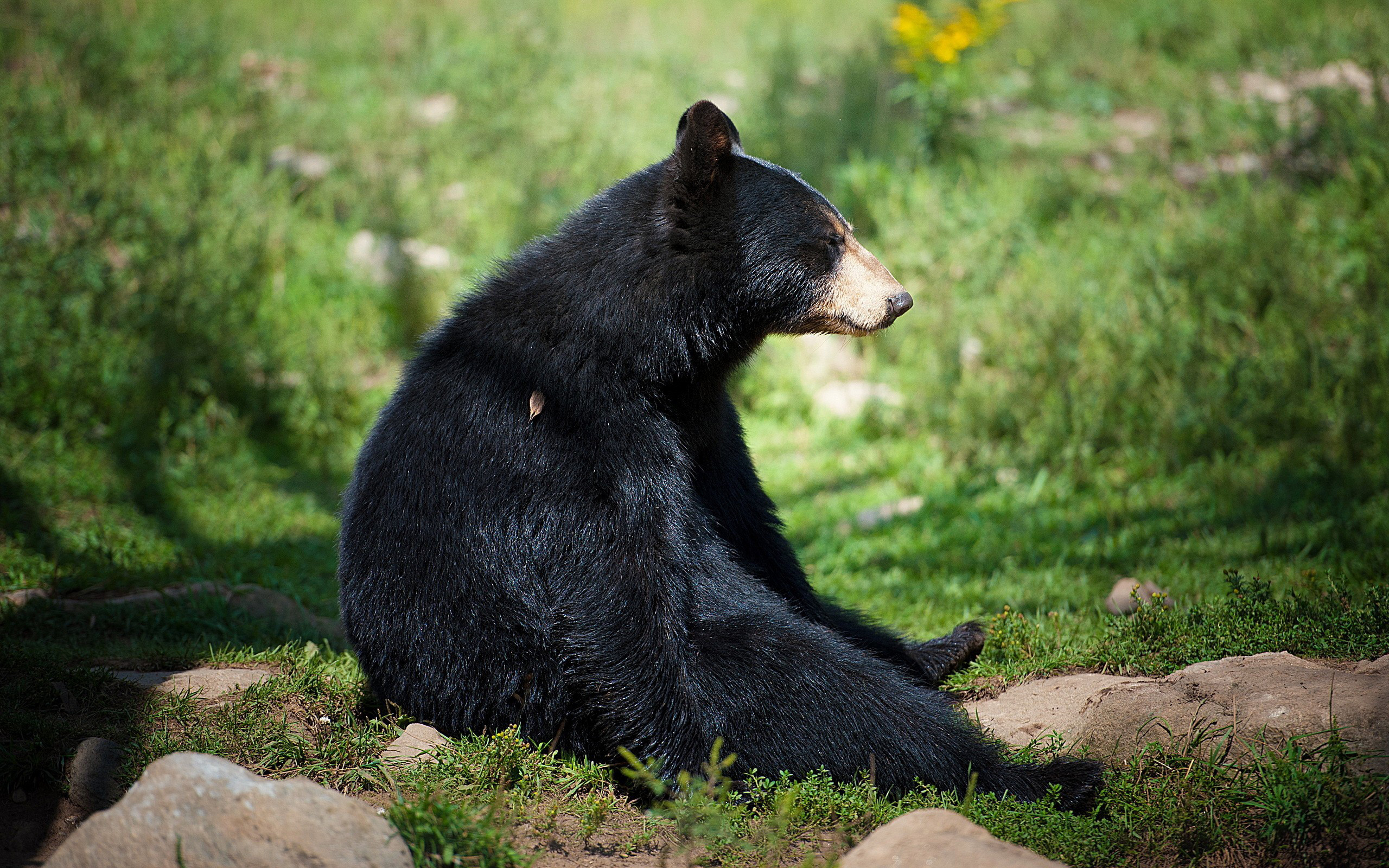 Wallpaper Black Bear Picture