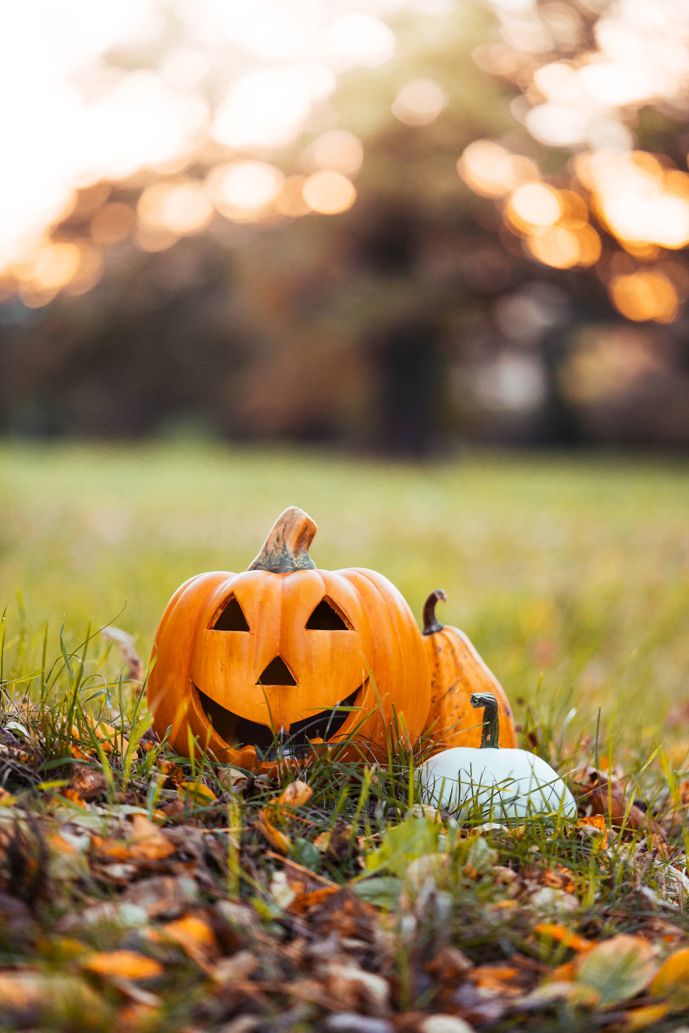 Halloween Pumpkins Decorations in Autumn Grass Free