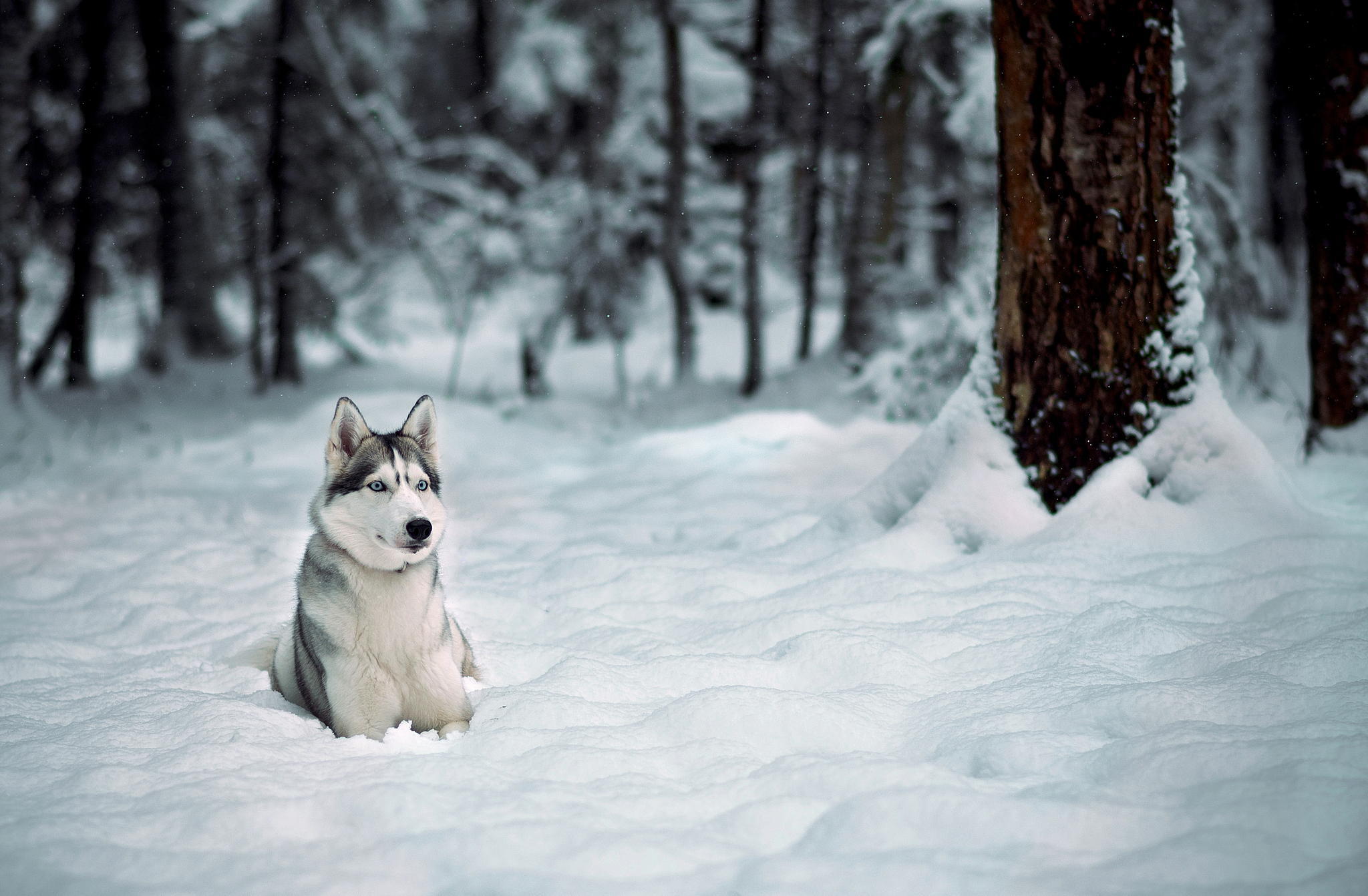 Majestic Husky in Snow