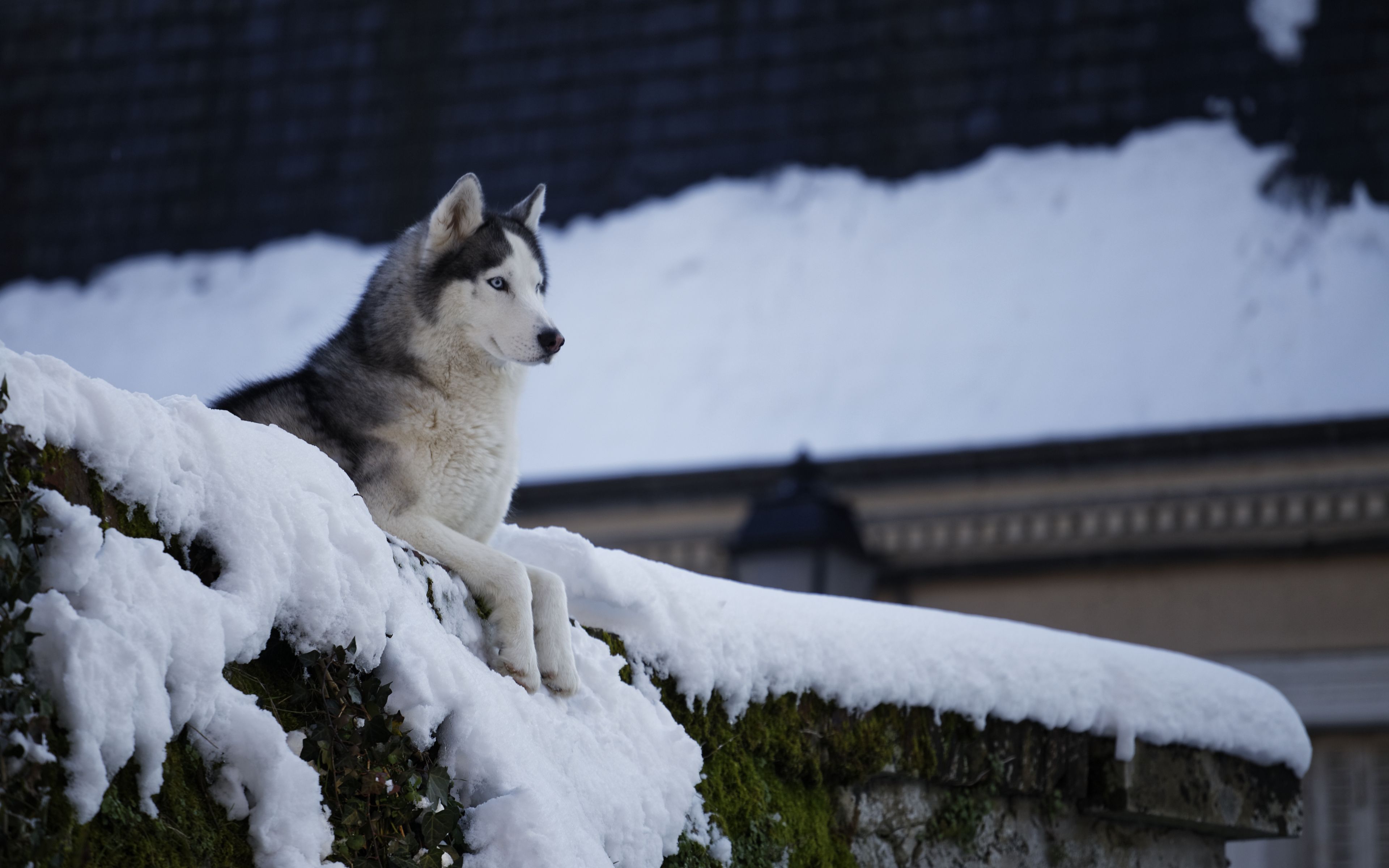 Husky in the snow Wallpaper 4k HD