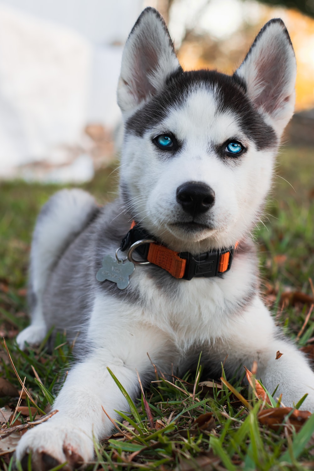 Husky Wallpaper: Free HD Download [HQ]