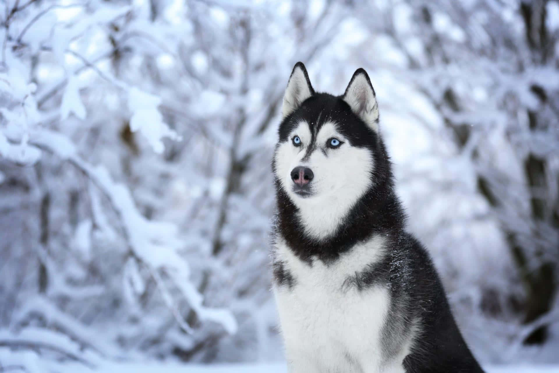 Download Siberian Husky In White Winter