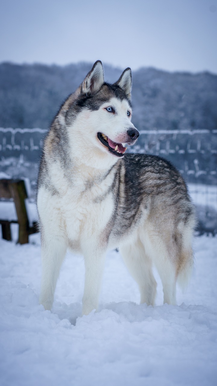 Winter Siberian Husky