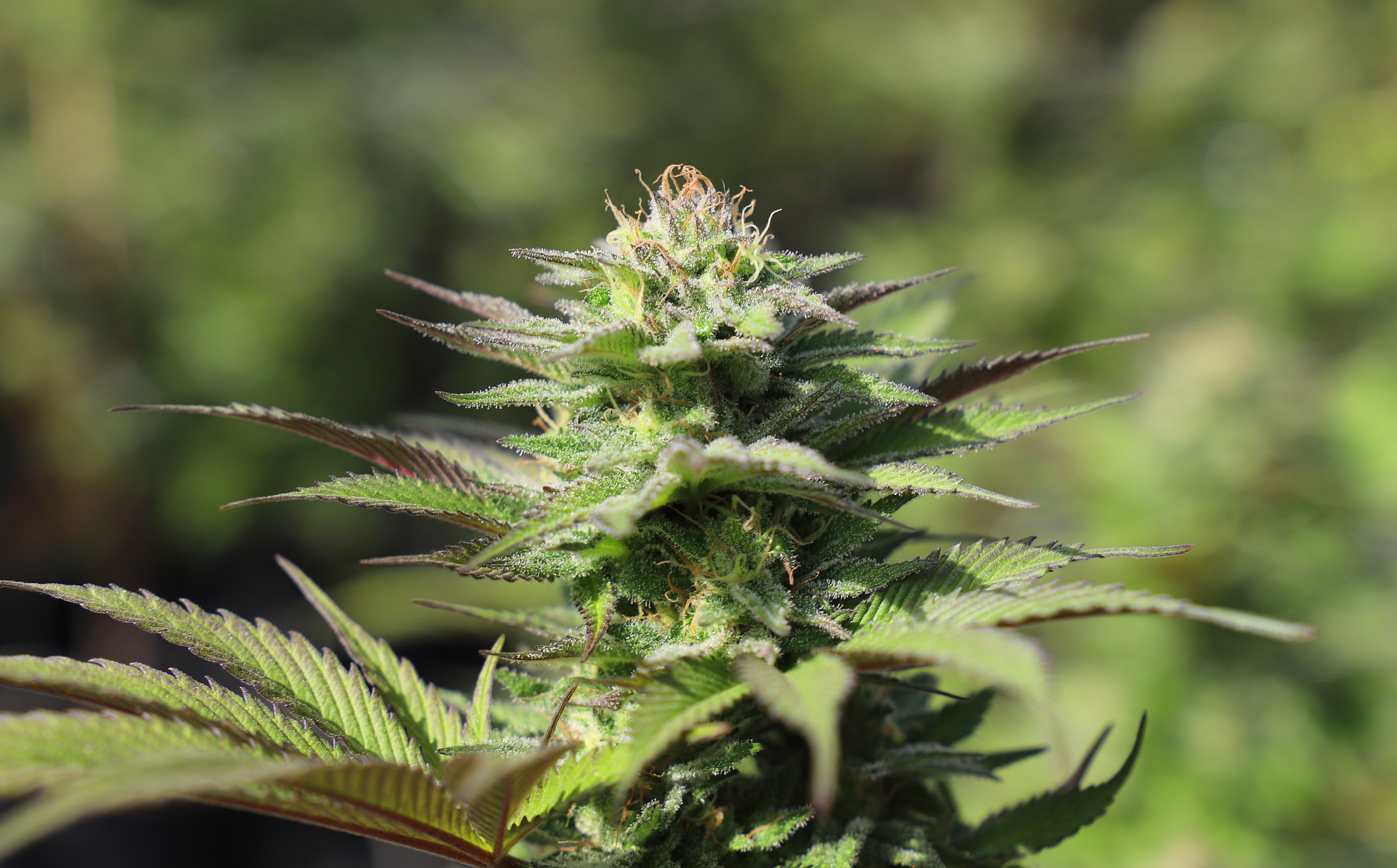Weed Photo, Download The BEST Free Weed & HD Image