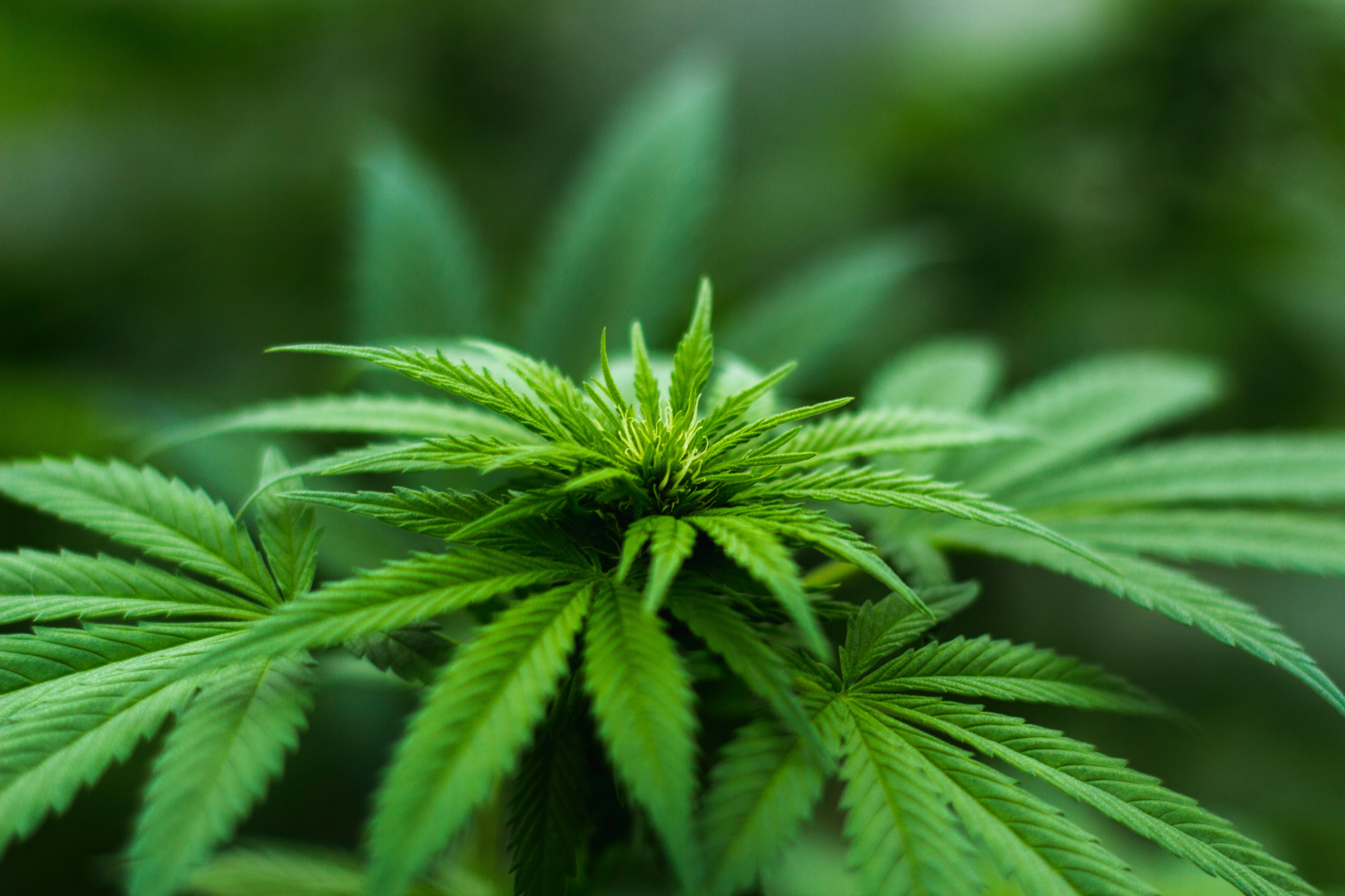 Cannabis Photo, Download The BEST Free Cannabis & HD Image