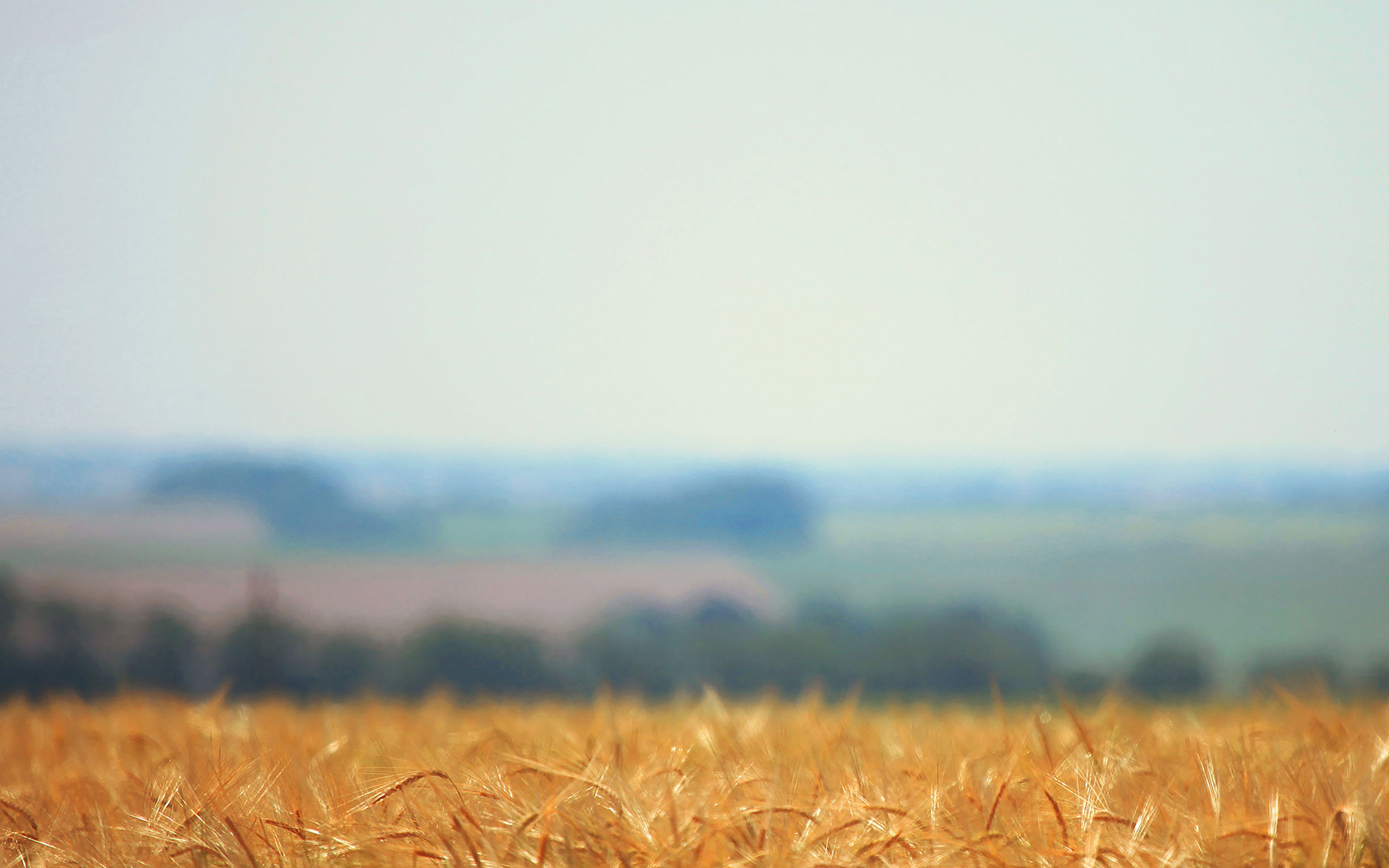 wallpaper for desktop, laptop. zwind field flower minimal nature