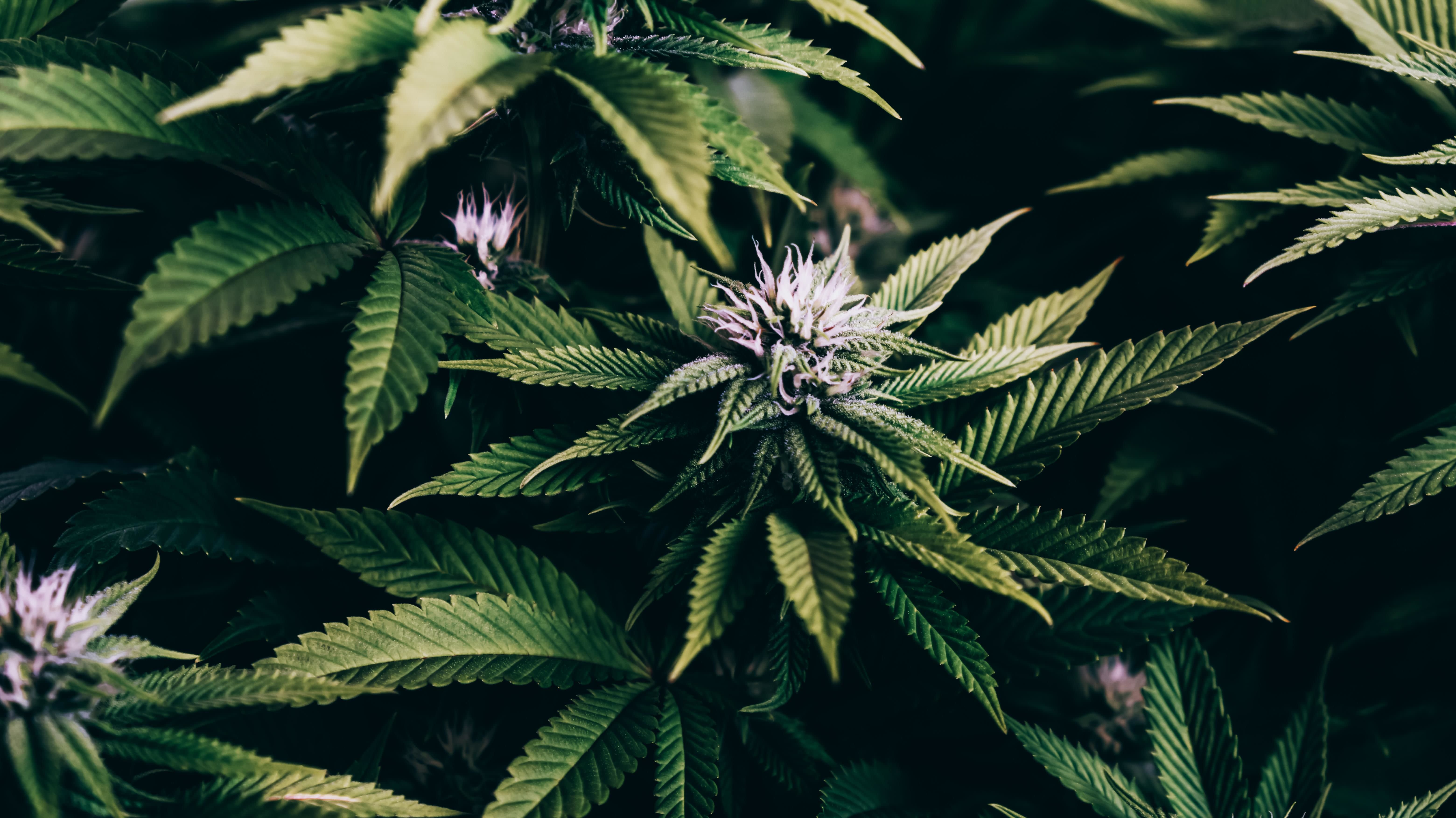 House gets ready for historic vote on federal marijuana prohibition