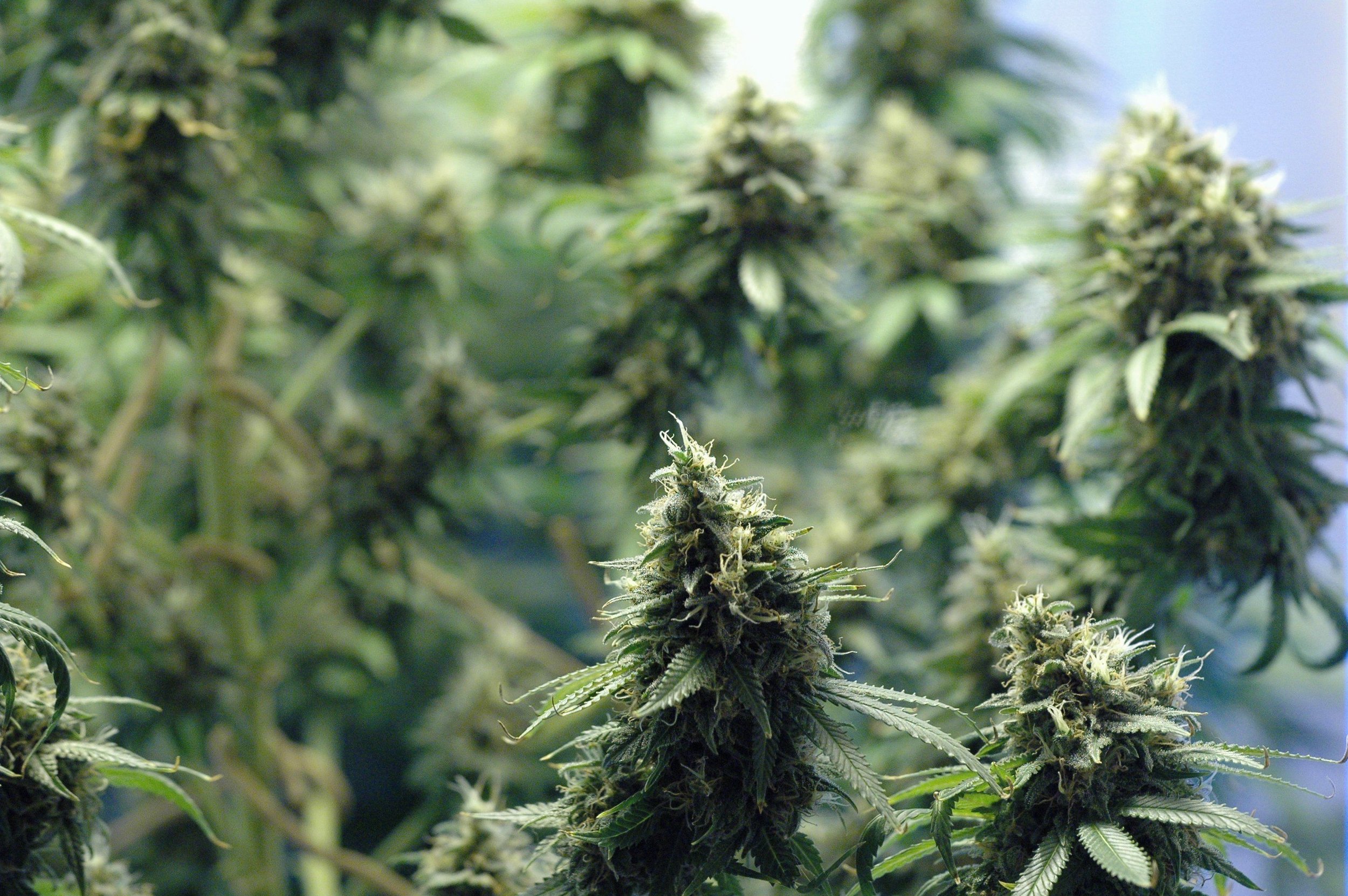 Mapleglen Care Center & Recreational Cannabis Dispensary