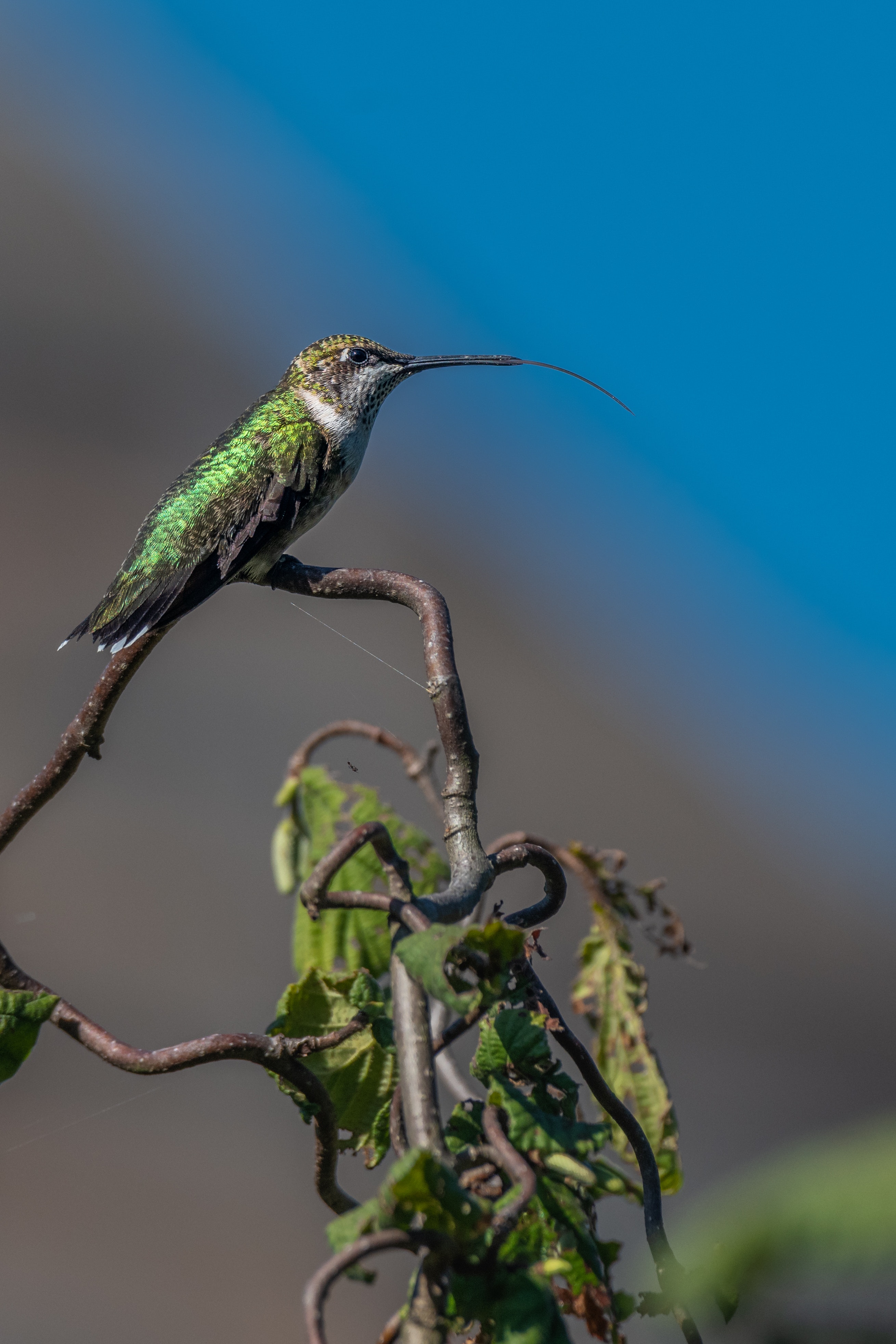 Bee Hummingbird Photo, Download The BEST Free Bee Hummingbird & HD Image