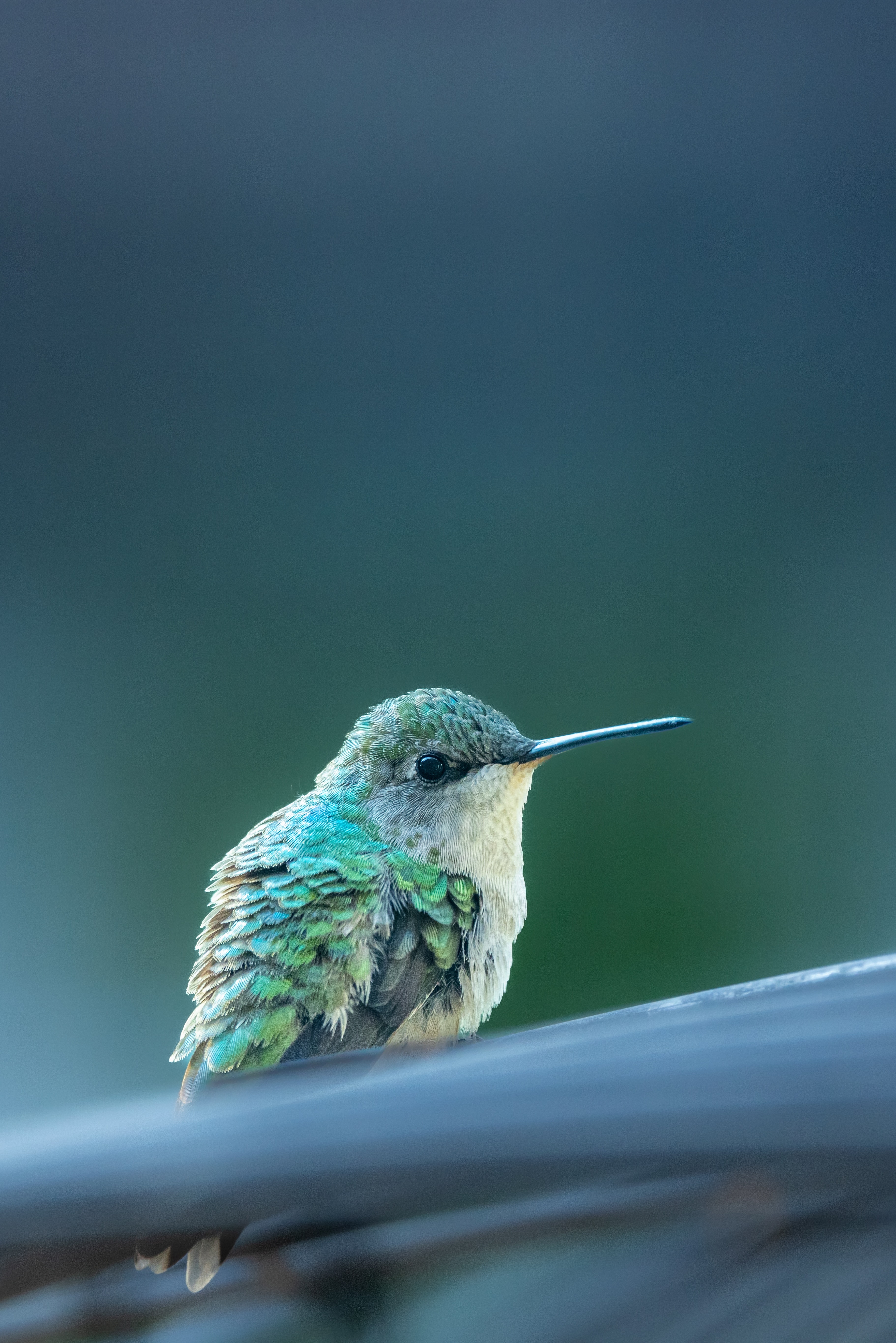 Bee Hummingbird Photo, Download The BEST Free Bee Hummingbird & HD Image