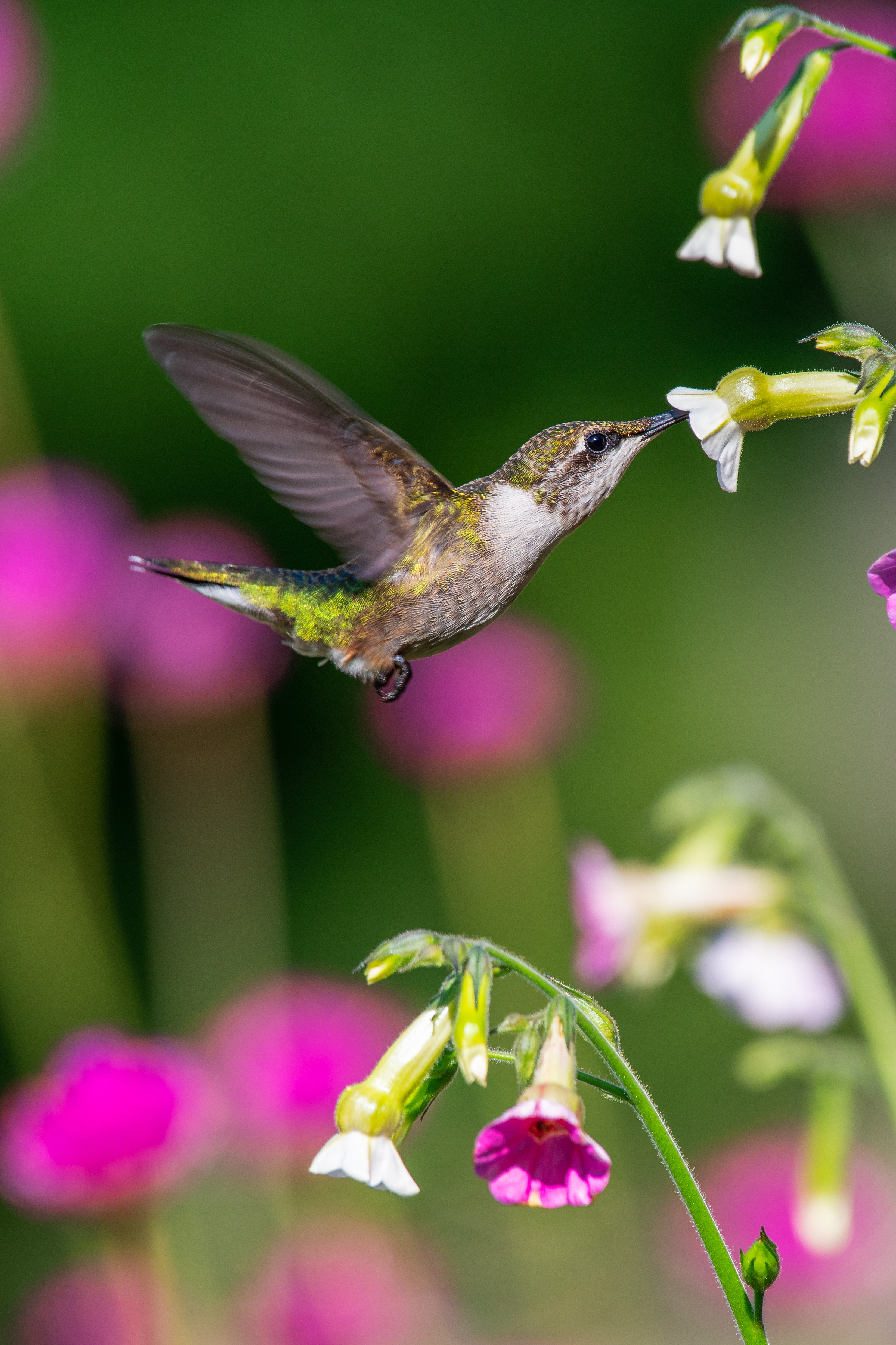 Bee Hummingbird Photo, Download The BEST Free Bee Hummingbird & HD Image