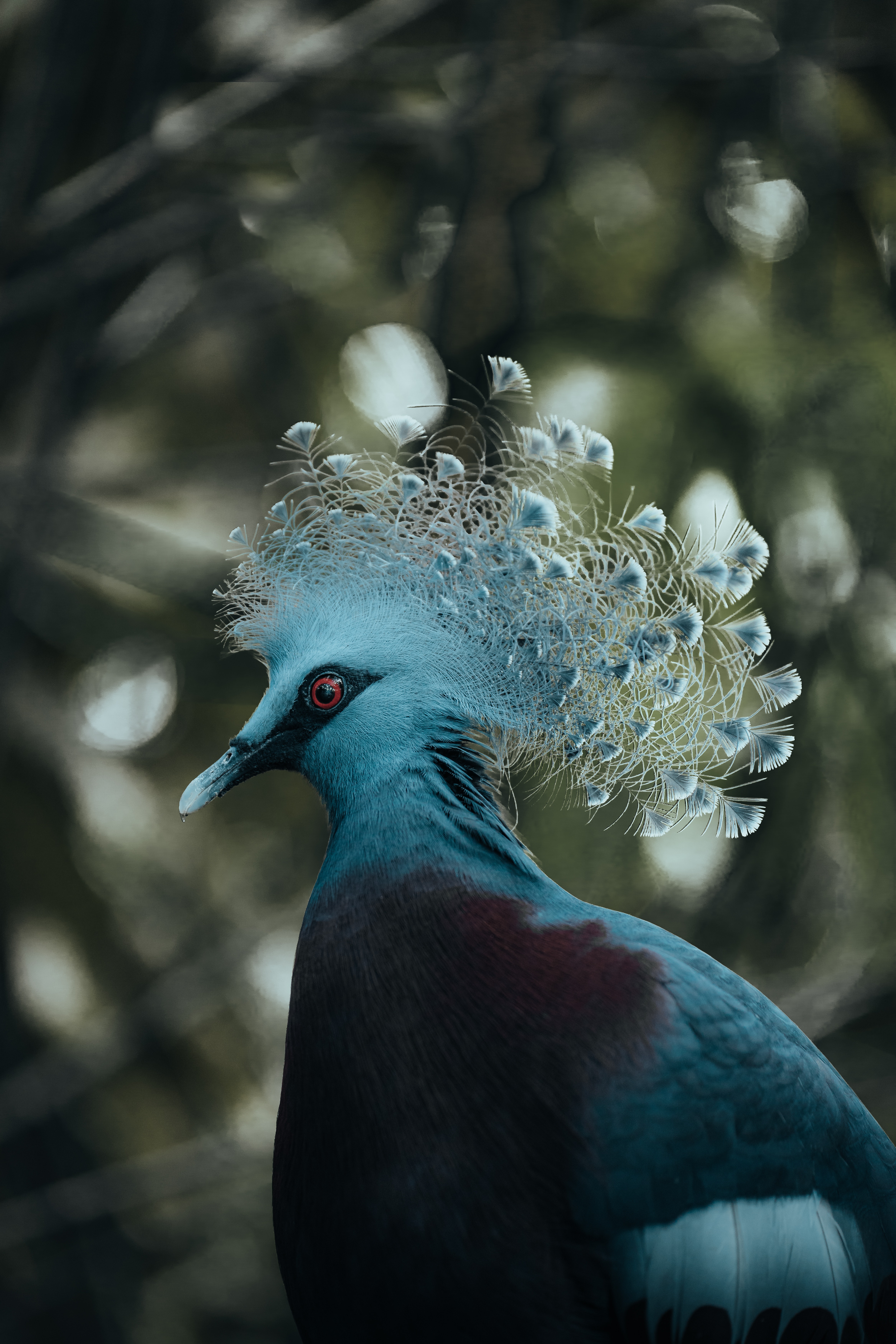Victoria Crowned Pigeon Photo, Download The BEST Free Victoria Crowned Pigeon & HD Image