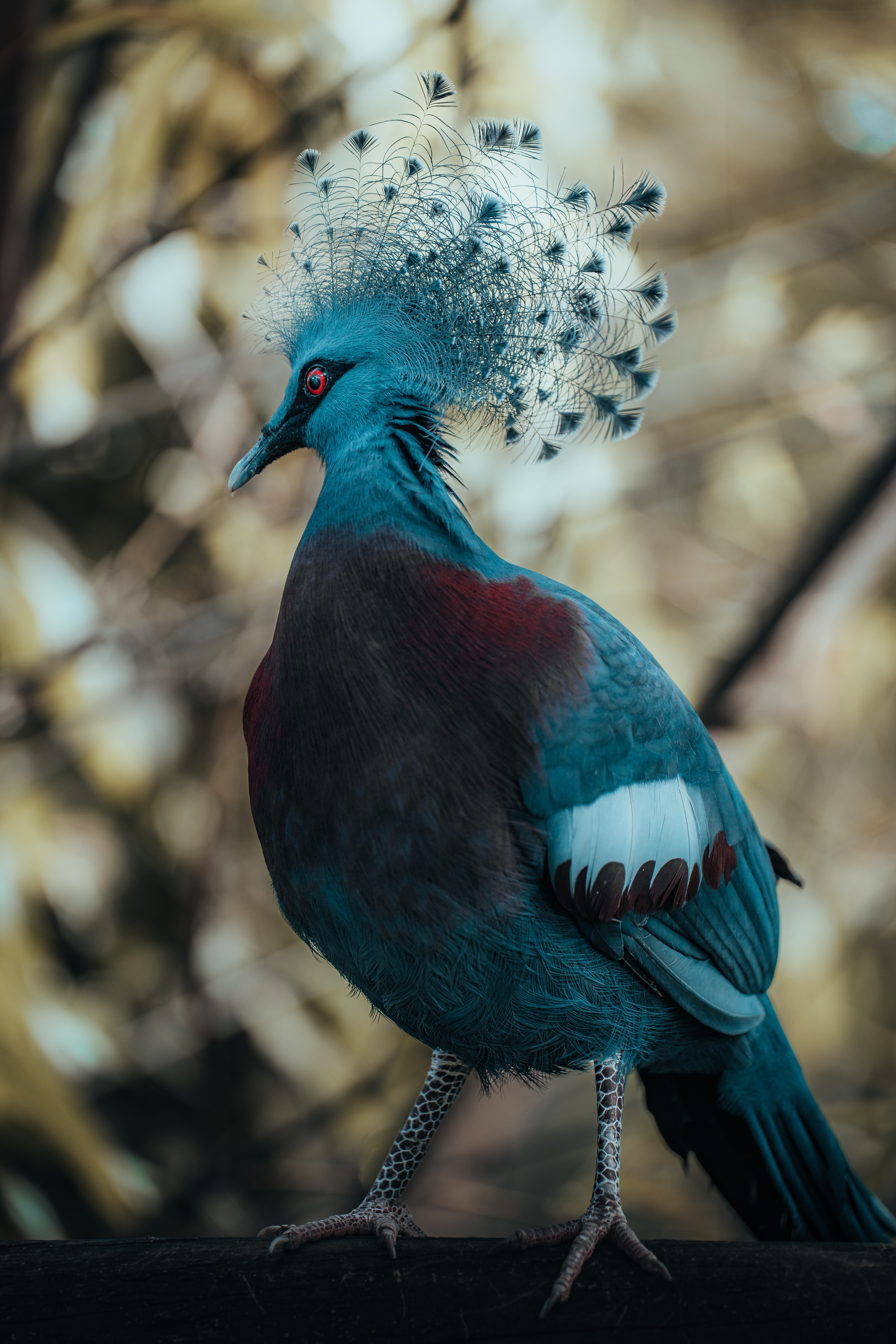 Victoria Crowned Pigeon Photo, Download The BEST Free Victoria Crowned Pigeon & HD Image