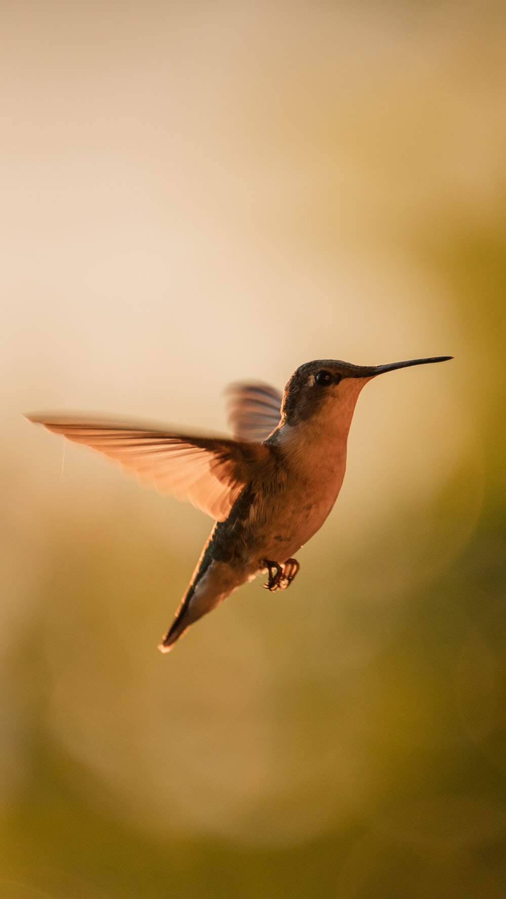 Hummingbird Picture [HD]. Download Free Image