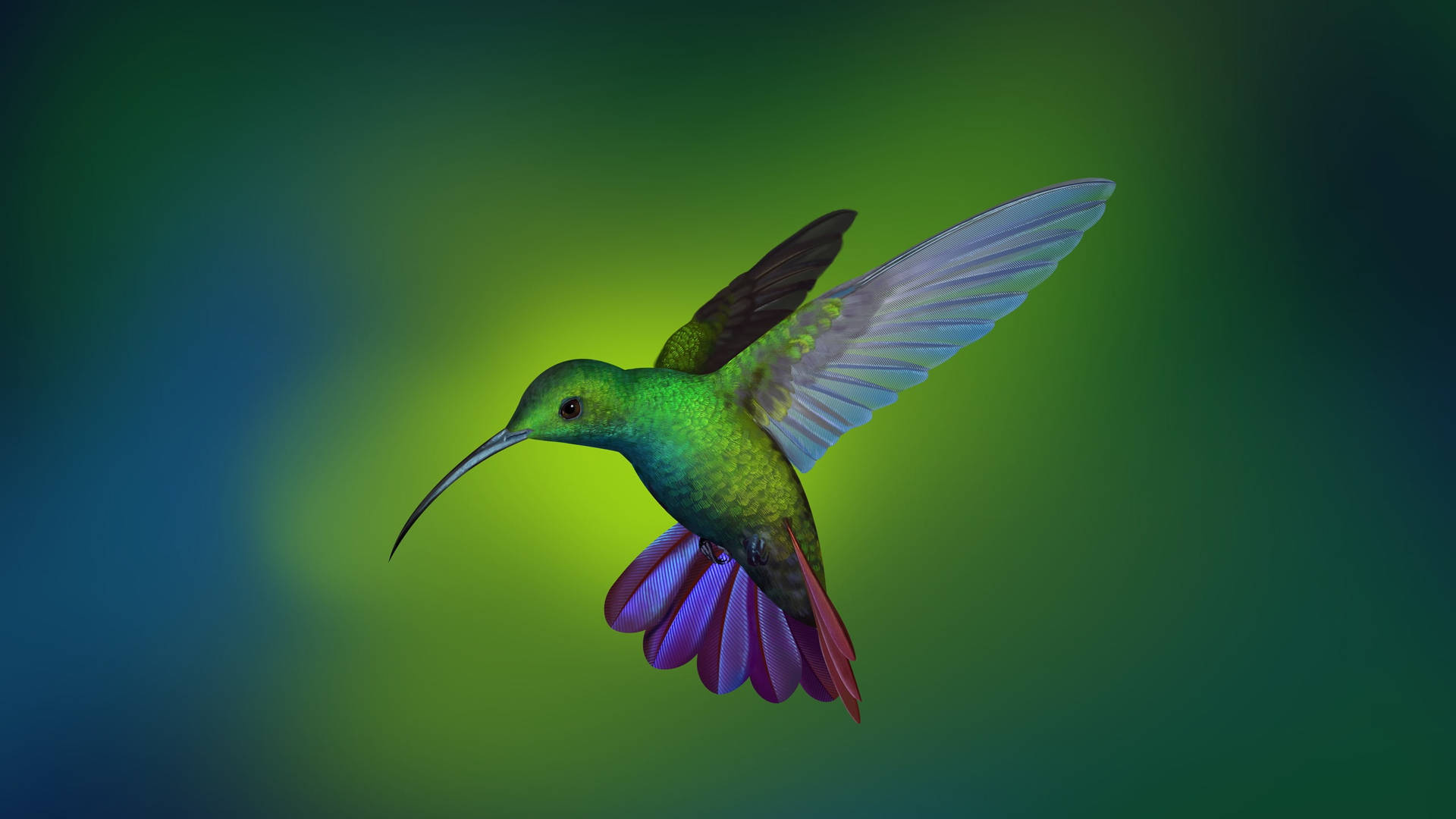 Hummingbird Wallpaper