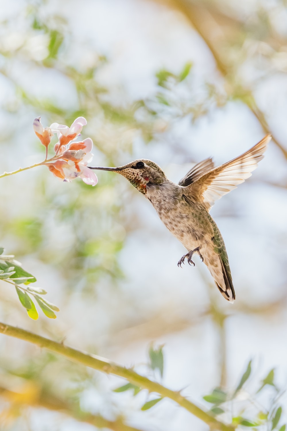 Hummingbird Picture [HD]. Download Free Image