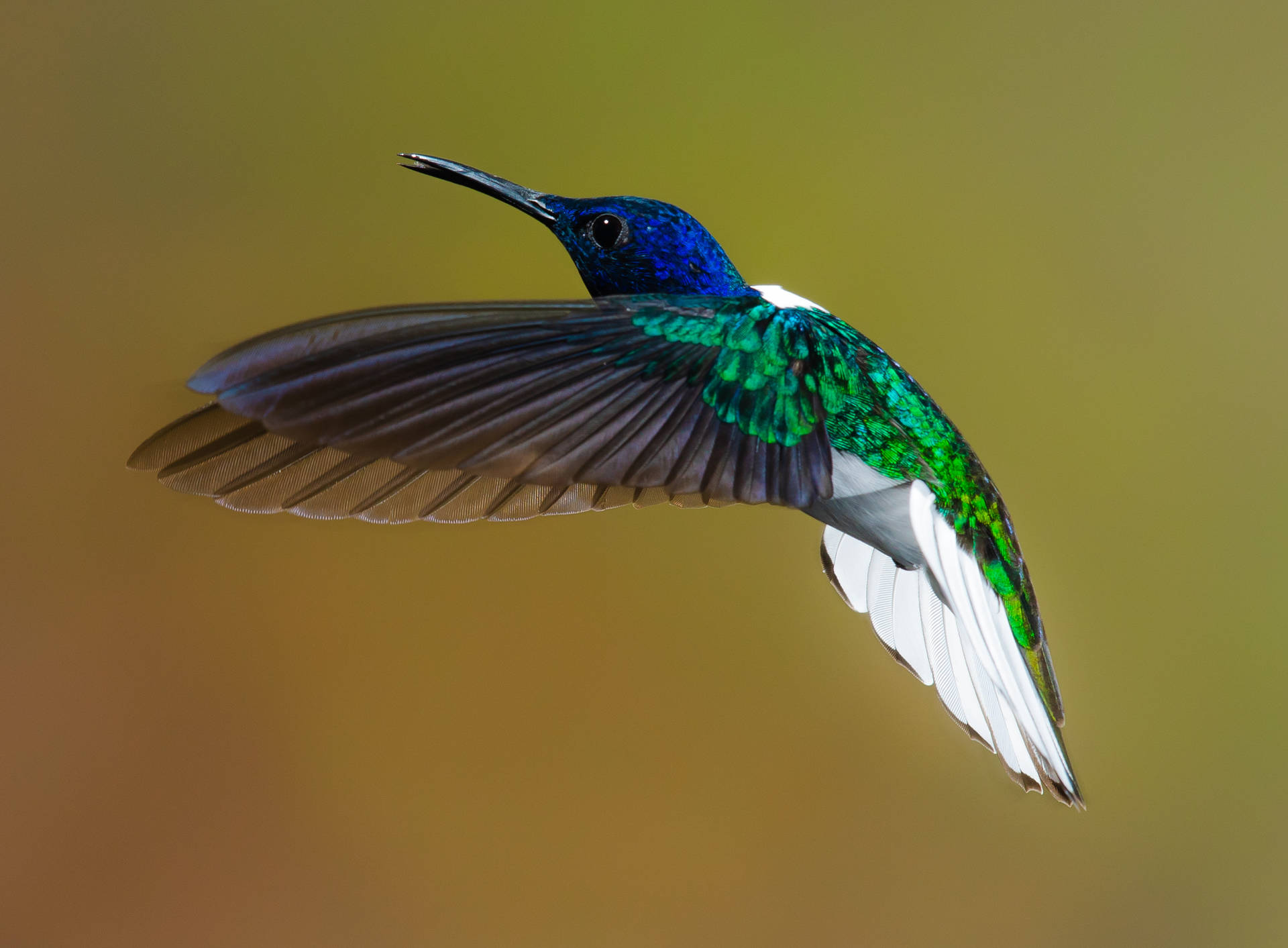 Hummingbird Wallpaper