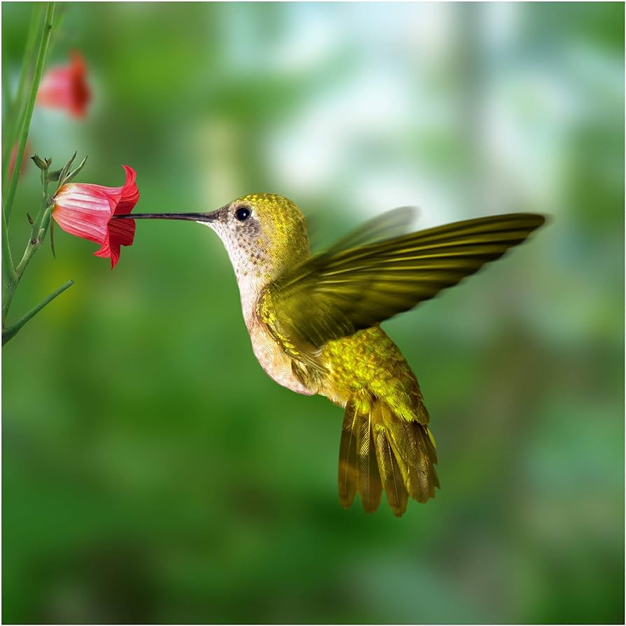 Non Woven Wallpaper Hummingbird And Flower Square, 113.4 X 113.4 Inches