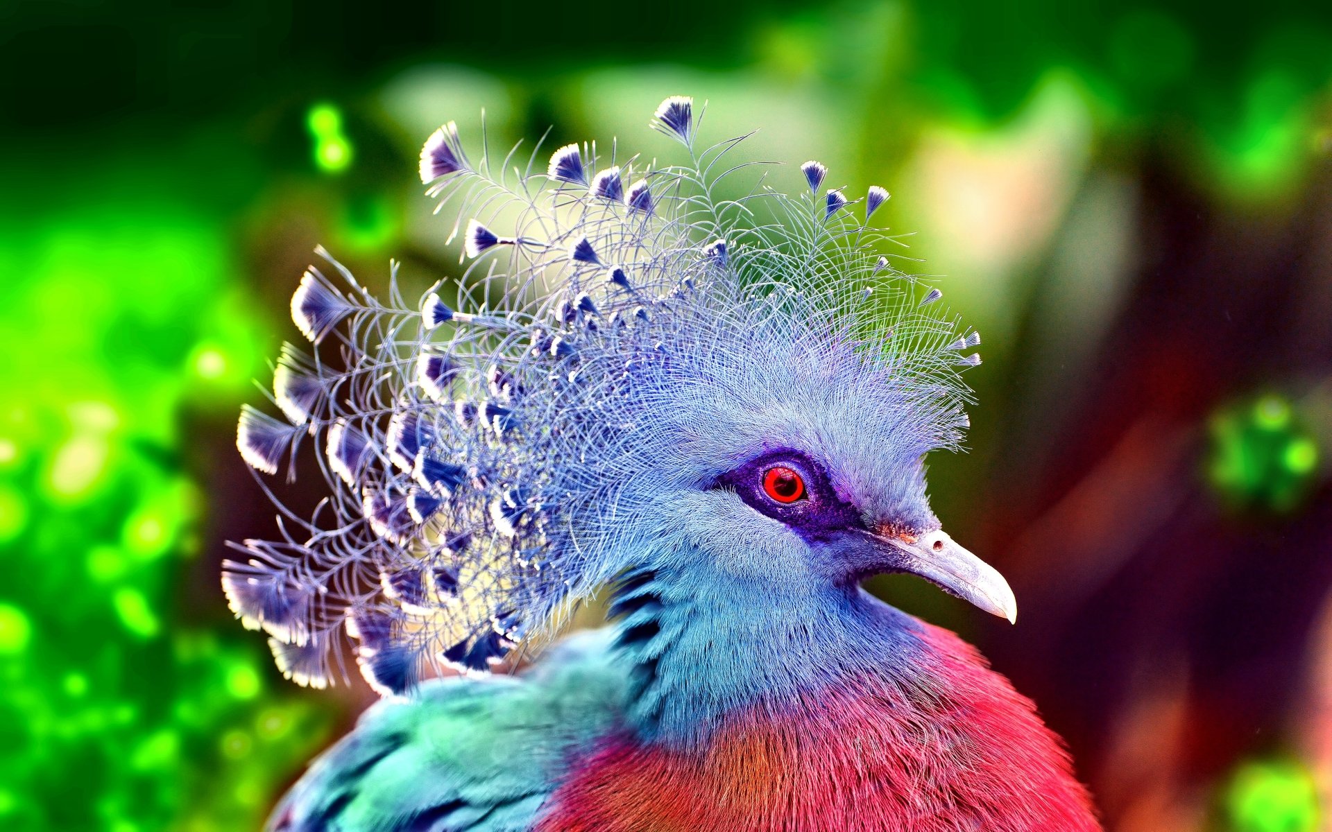 Victoria Crowned Pigeon HD Wallpaper und Hintergründe