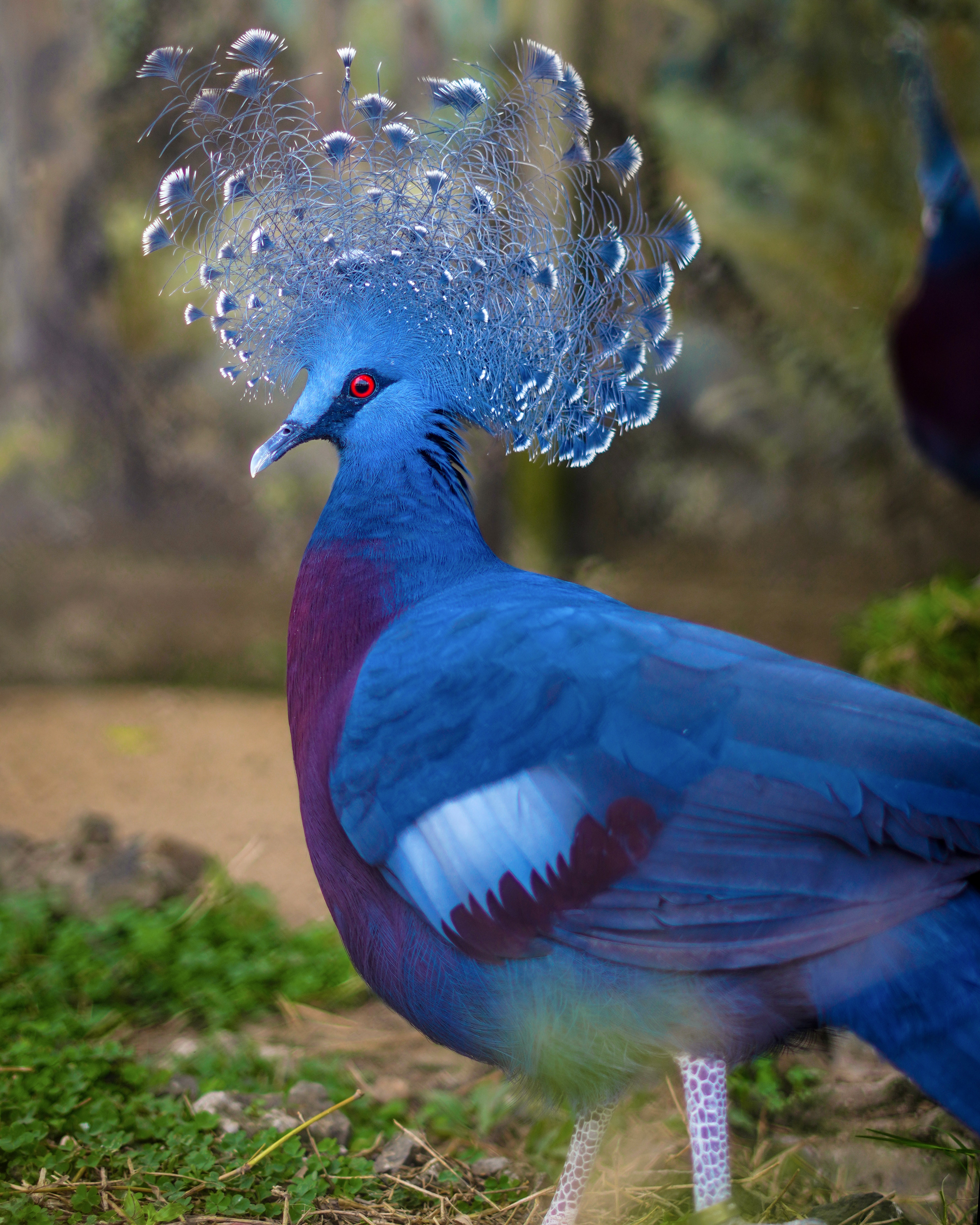 Victoria Crowned Pigeon Photo, Download The BEST Free Victoria Crowned Pigeon & HD Image