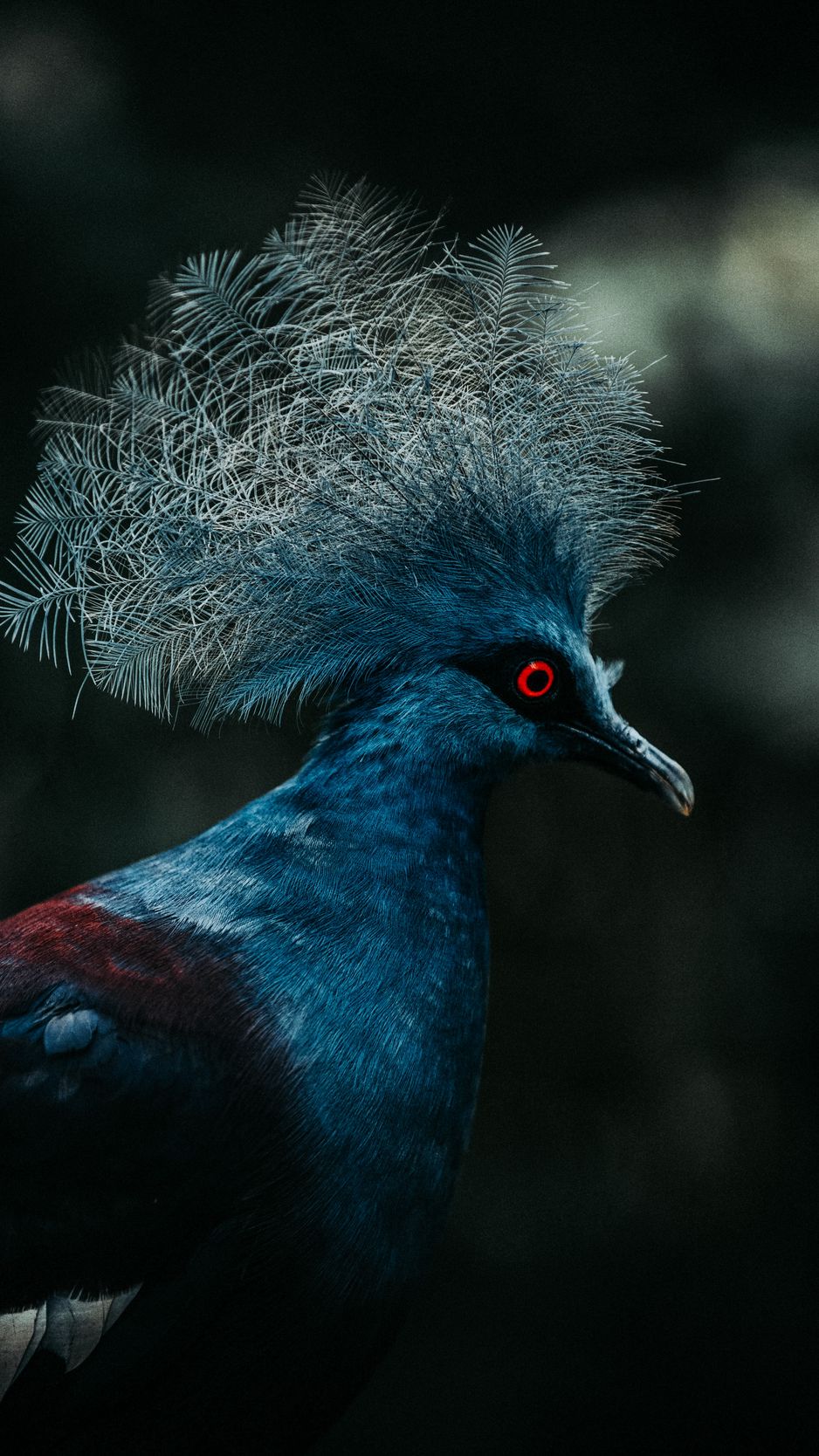 Download Wallpaper 938x1668 Crowned Pigeon, Pigeon, Bird Iphone 8 7 6s 6 For Parallax HD Background