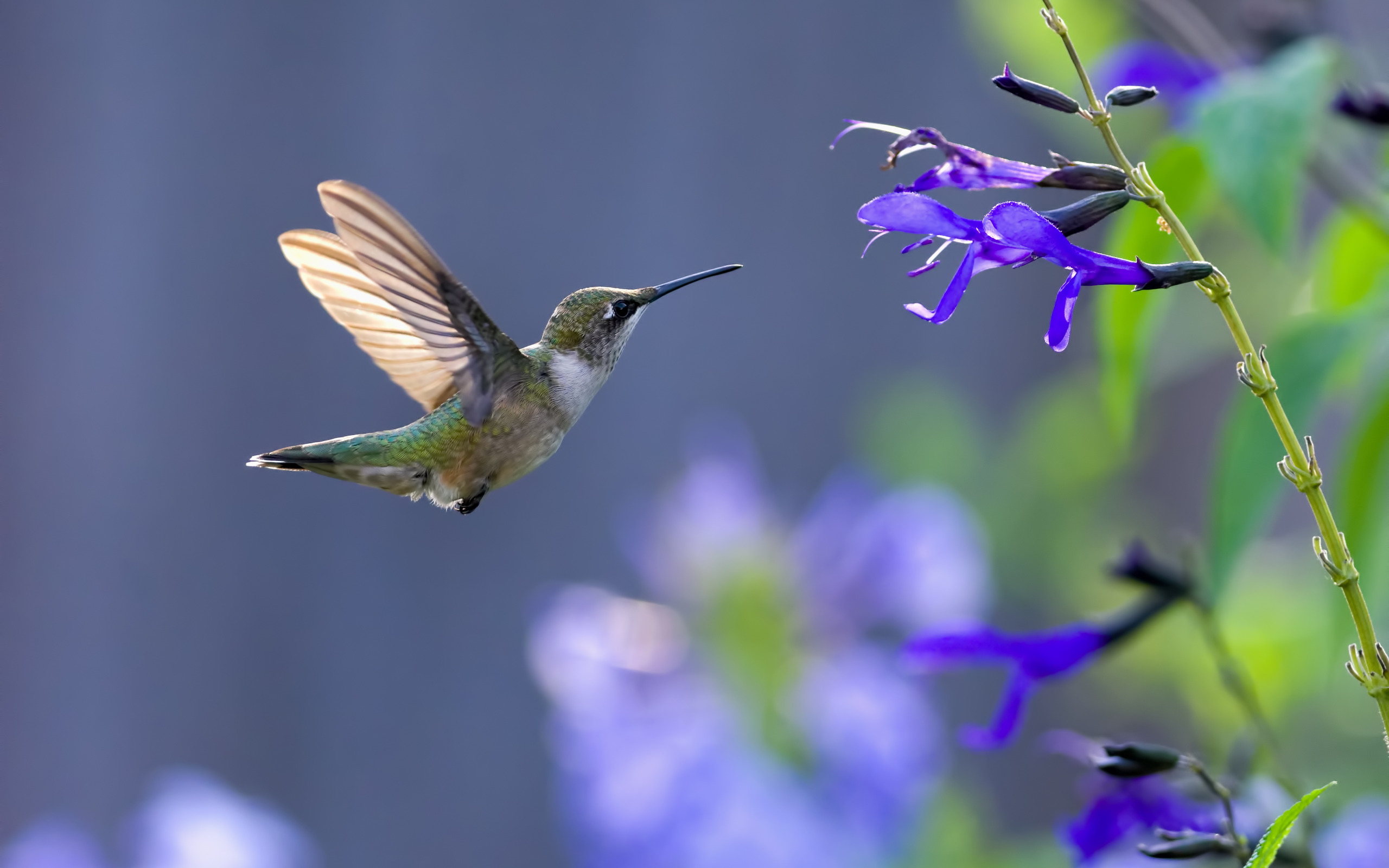 Animal Hummingbird HD Wallpaper