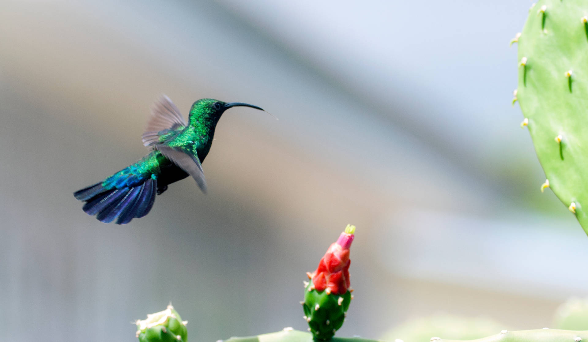 Download Bee Hummingbird On Barbados Wallpaper