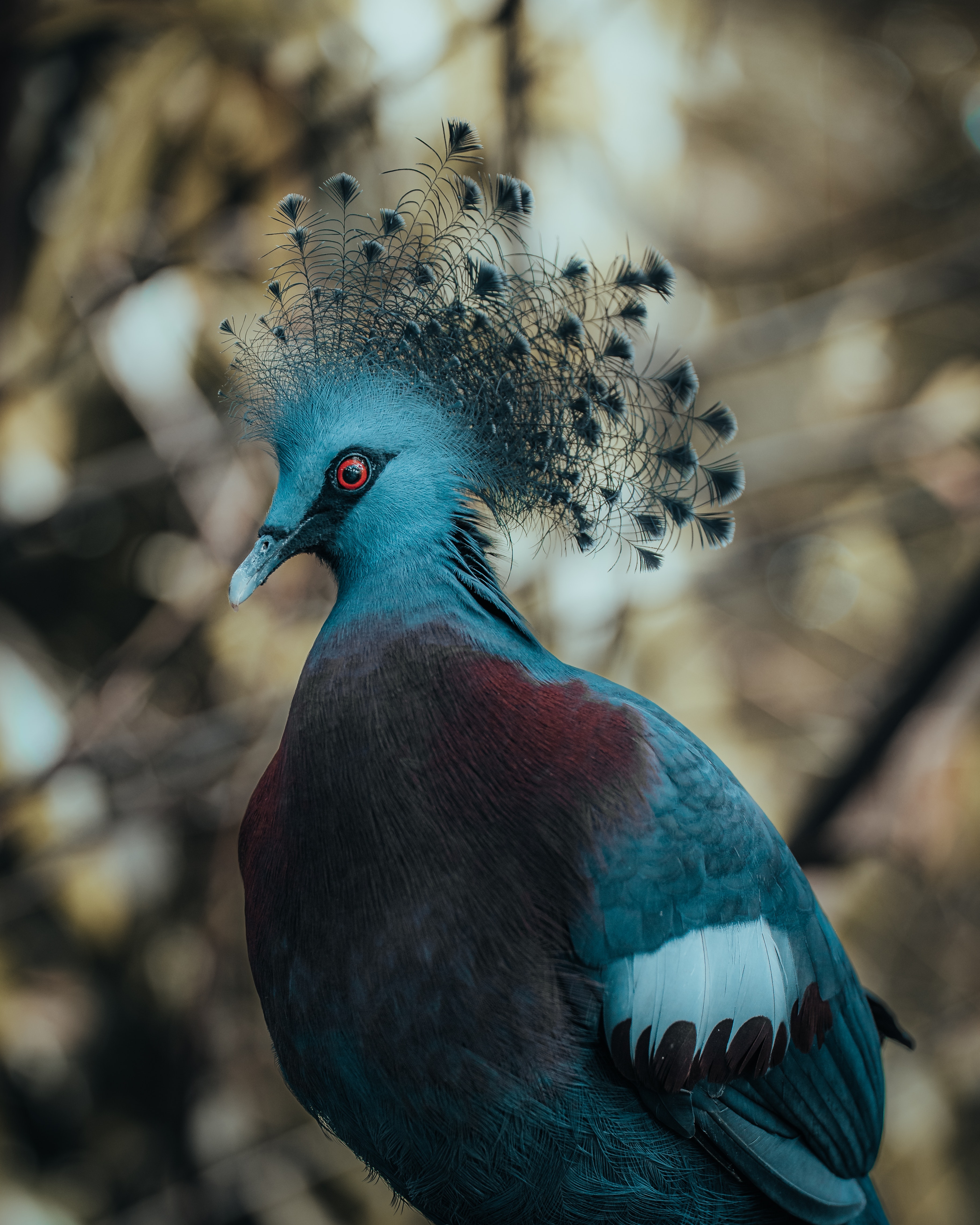 Victoria Crowned Pigeon · Free
