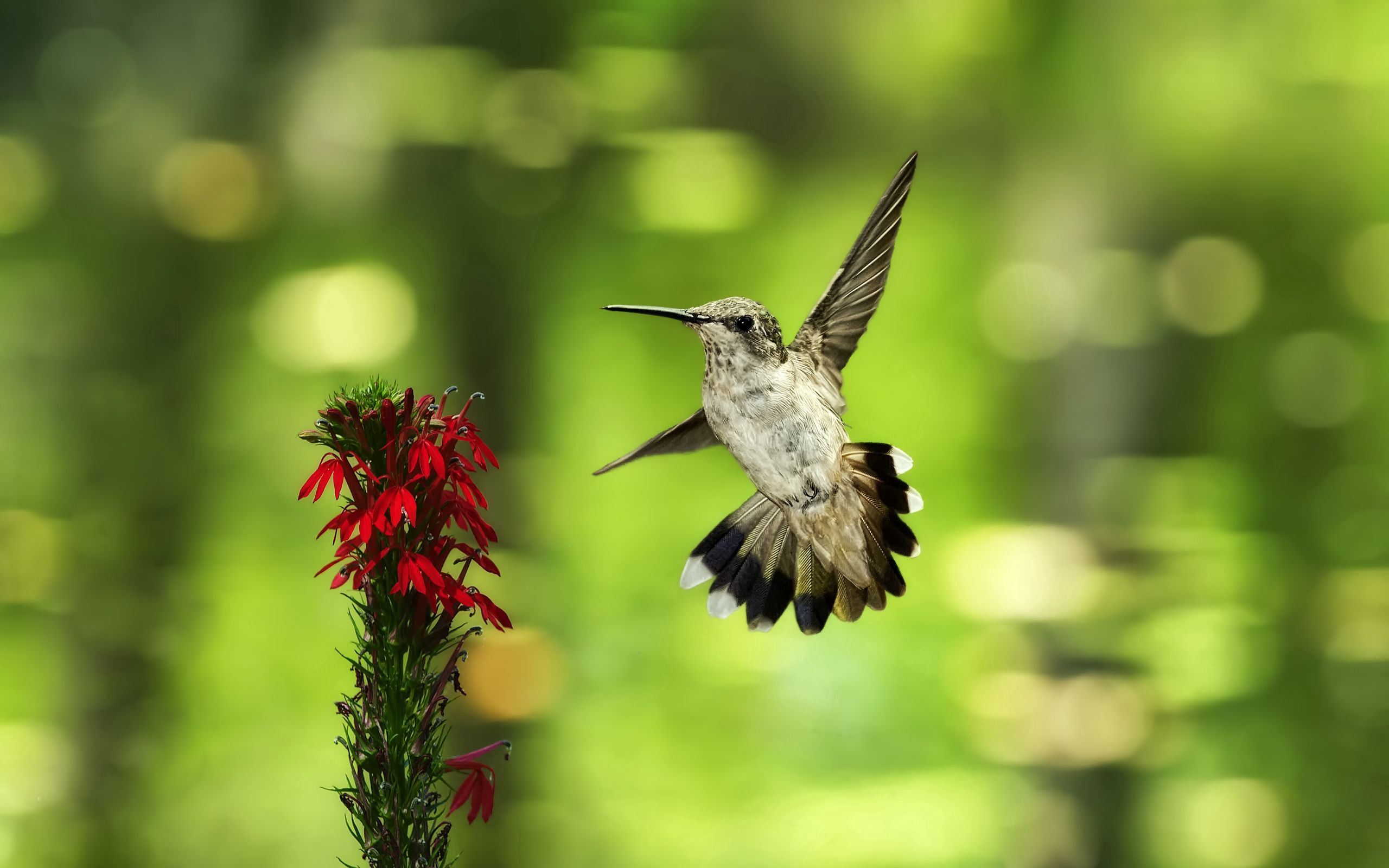 Download wallpaper 2560x1600 bird, hummingbird, flower, fly, swing, blurring HD background