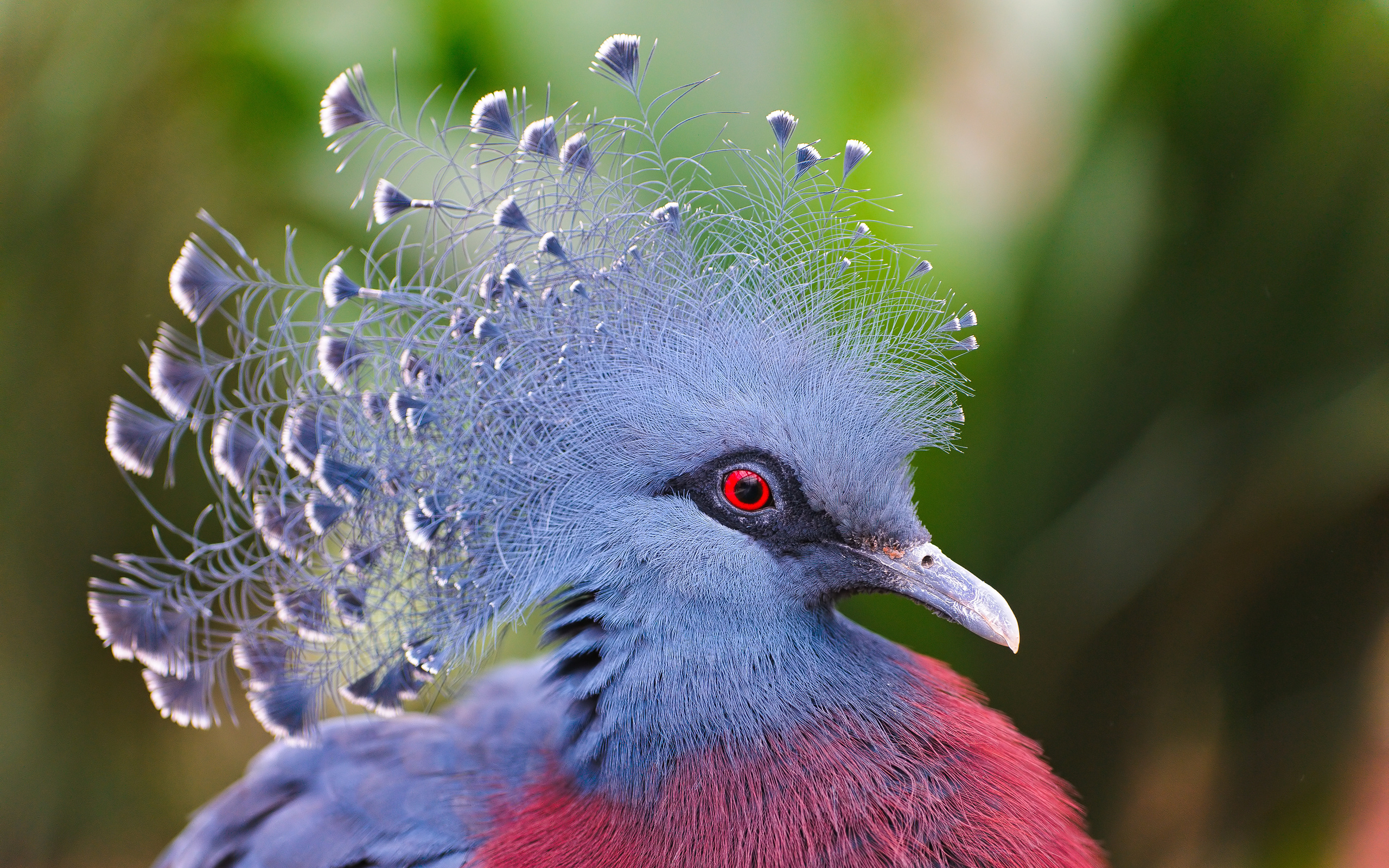 Animal Victoria Crowned Pigeon HD Wallpaper