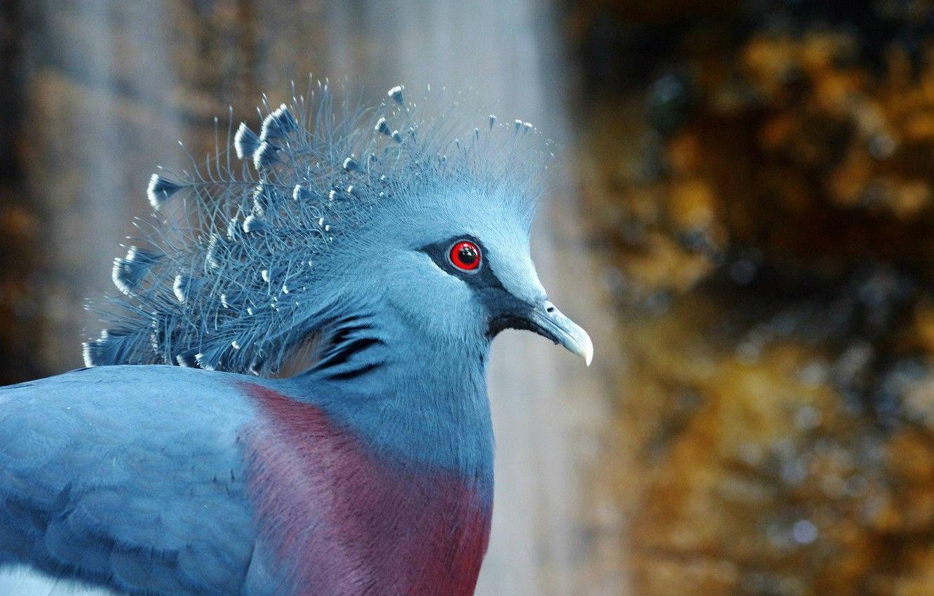 Download Elegant Victoria Crowned Pigeon Bird Wallpaper