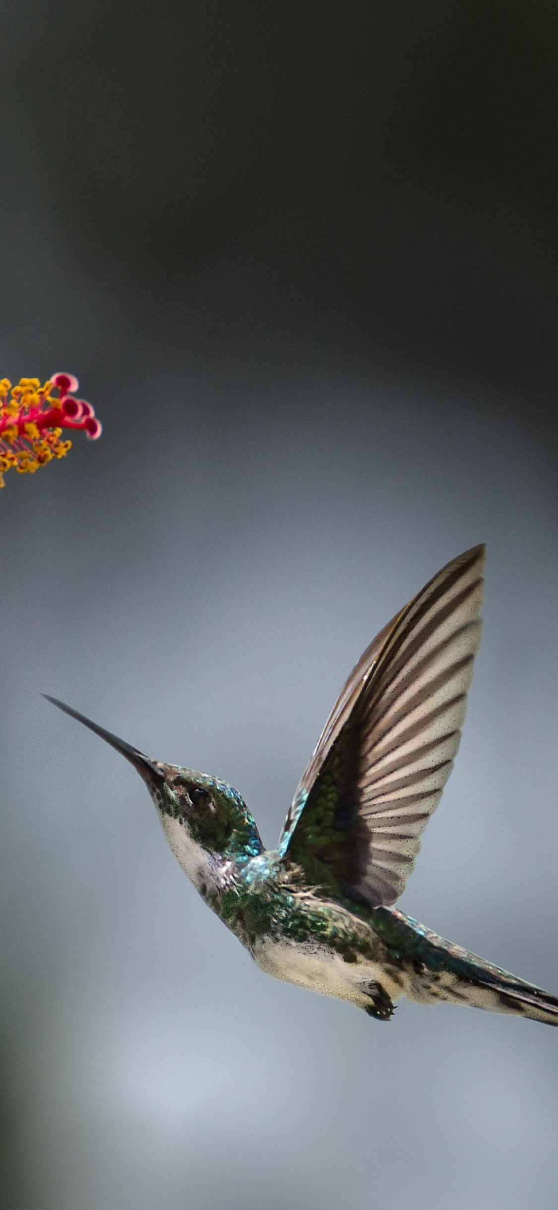 Hummingbird Macro iPhone XS, iPhone 10, iPhone X HD 4k Wallpaper, Image, Background, Photo and Picture