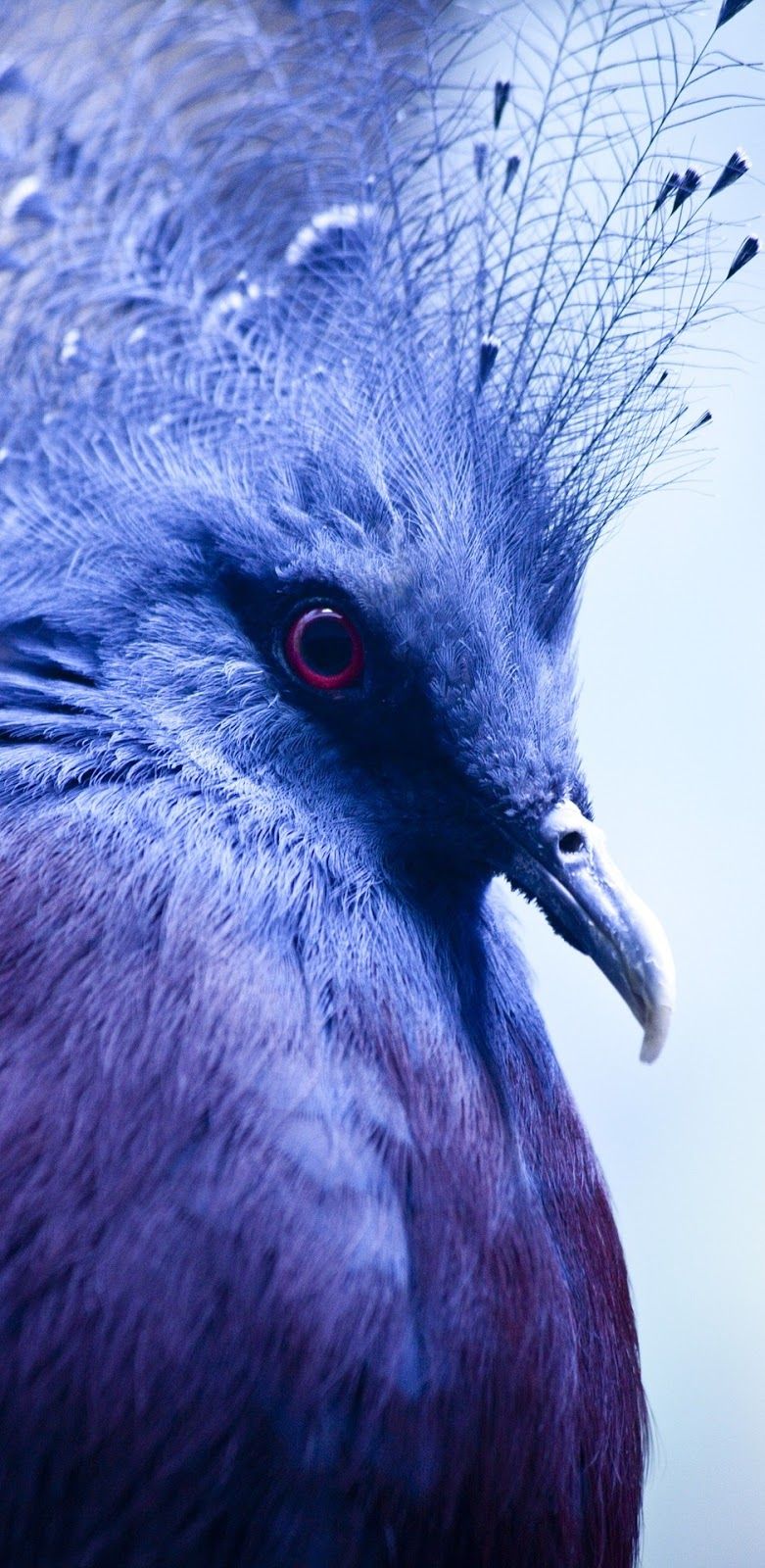 About Wild Animals: A crowned pigeon up close. Animals wild, Rare animals, Animals