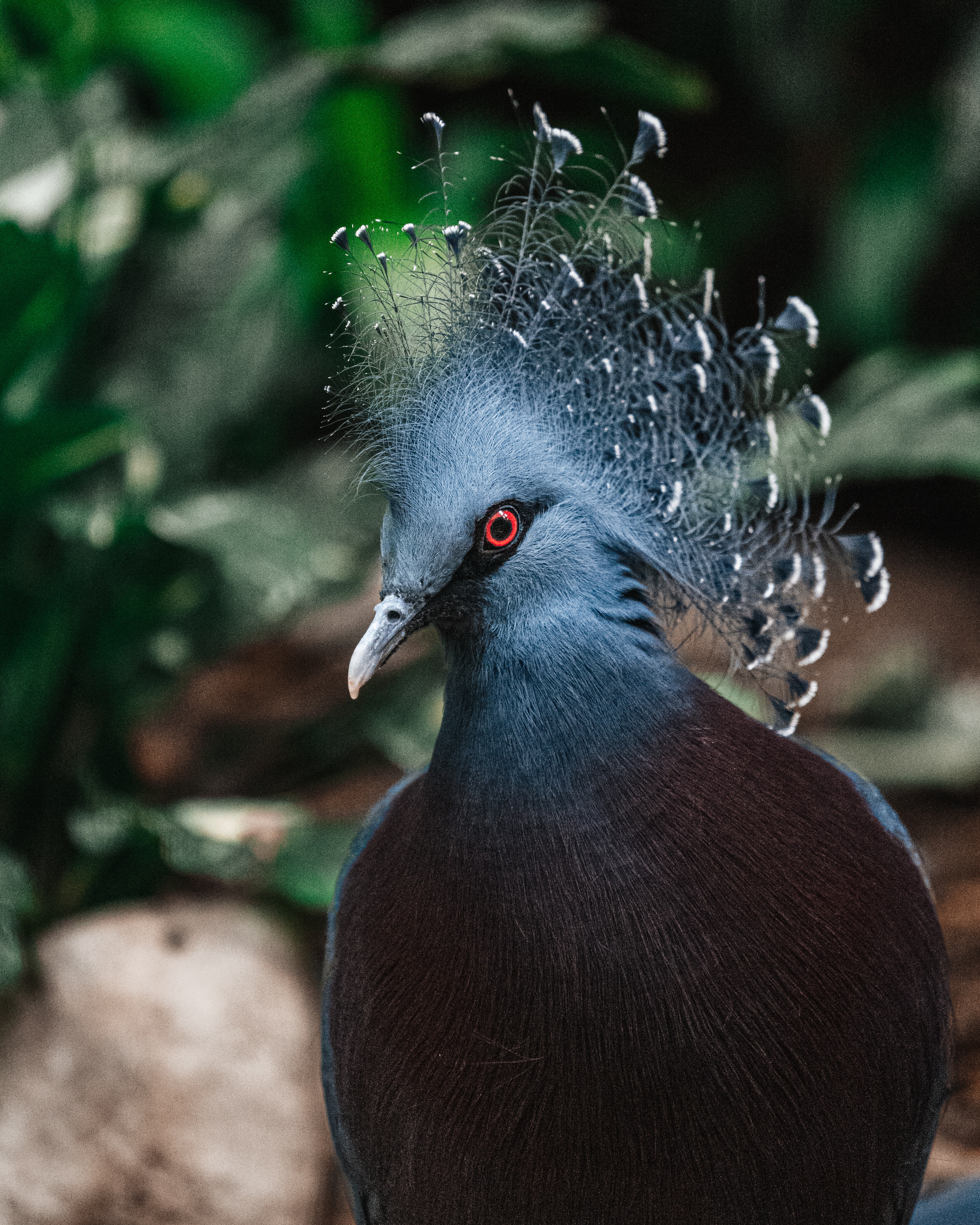 Victoria Crowned Pigeon Photo, Download The BEST Free Victoria Crowned Pigeon & HD Image