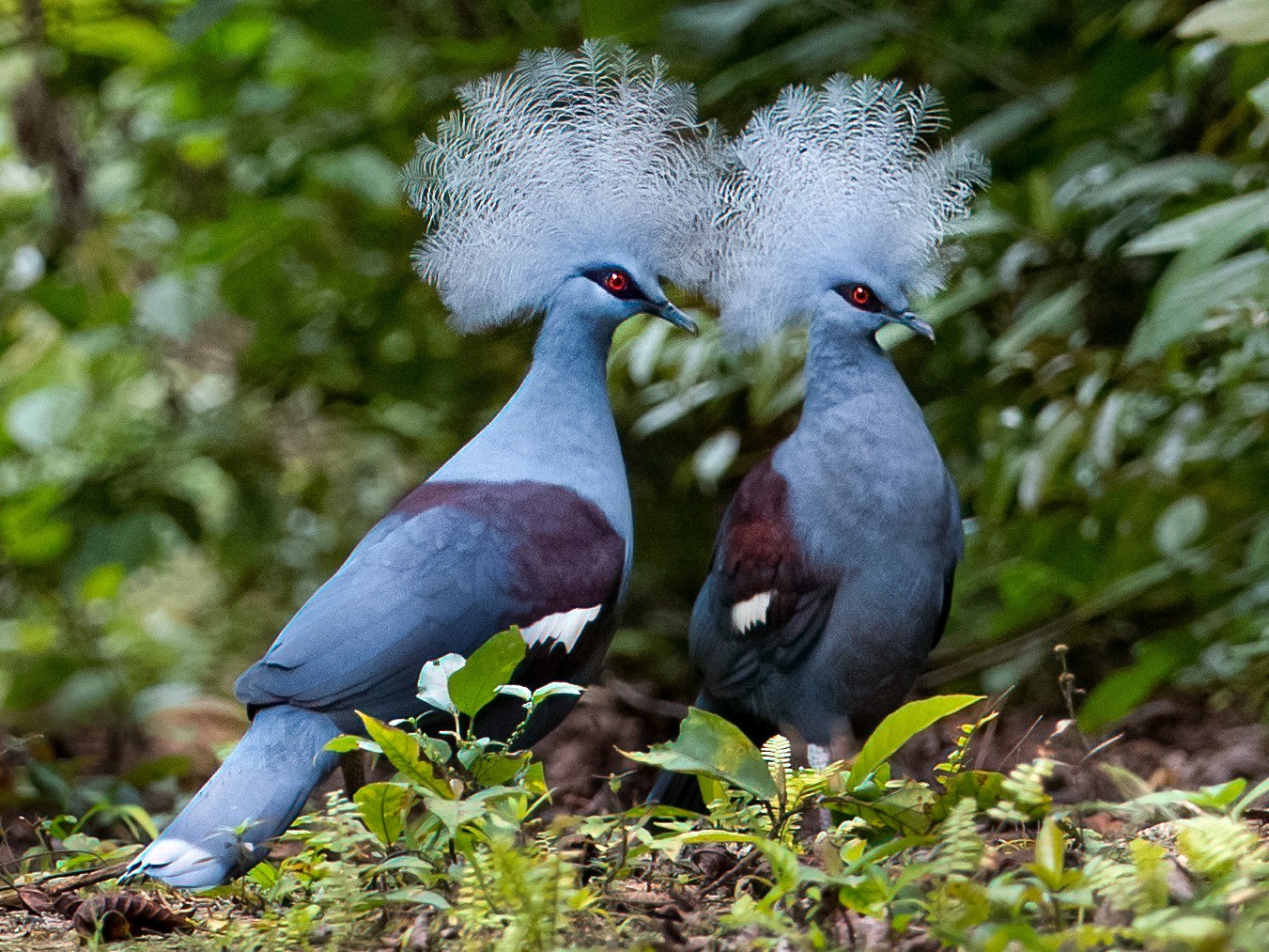 Western Crowned Pigeon