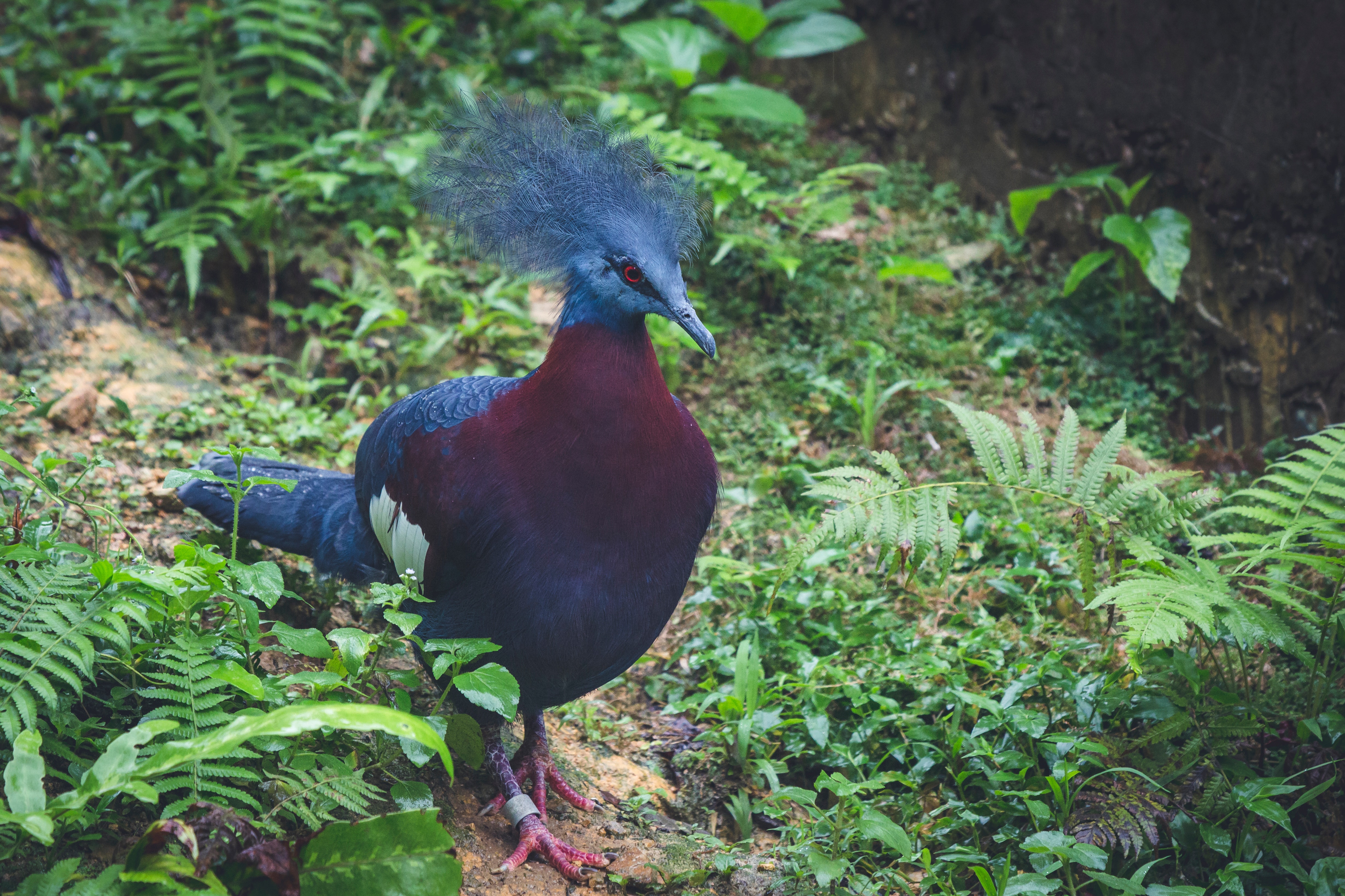 Victoria Crowned Pigeon Photo, Download The BEST Free Victoria Crowned Pigeon & HD Image