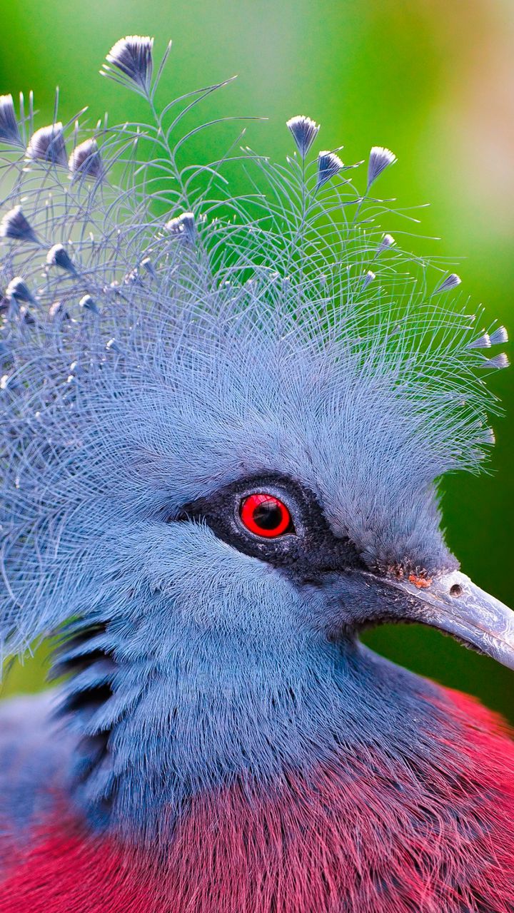 Download wallpaper 720x1280 crowned pigeon, feathers, bird samsung galaxy mini s3, s5, neo, alpha, sony xperia compact z1, z2, z3, asus zenfone HD background
