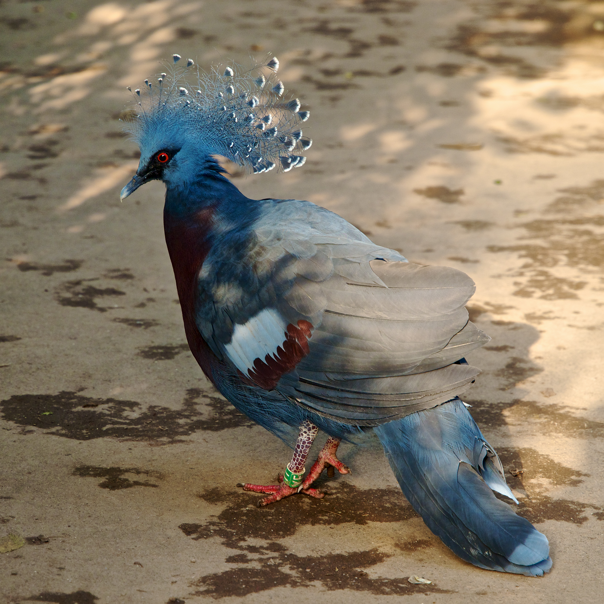 Victoria crowned pigeon