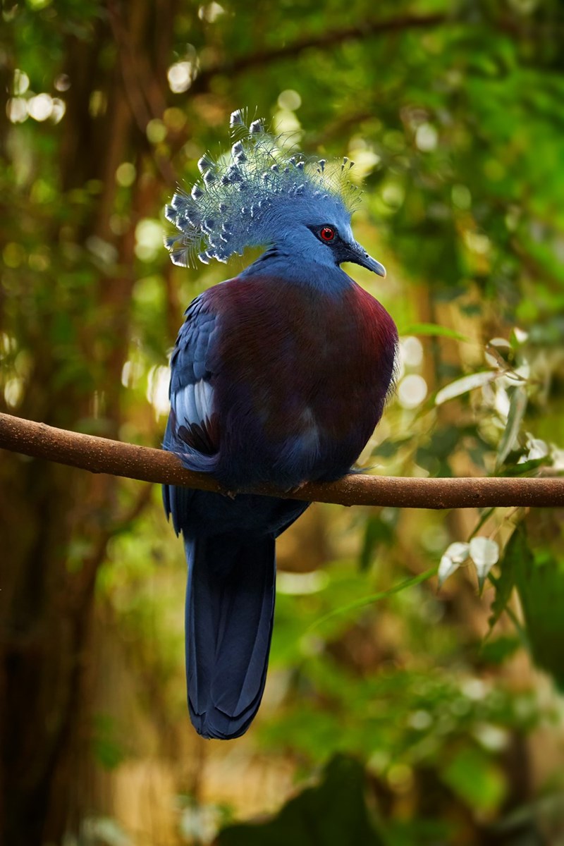 Crowned Pigeon Wallpapers - Wallpaper Cave
