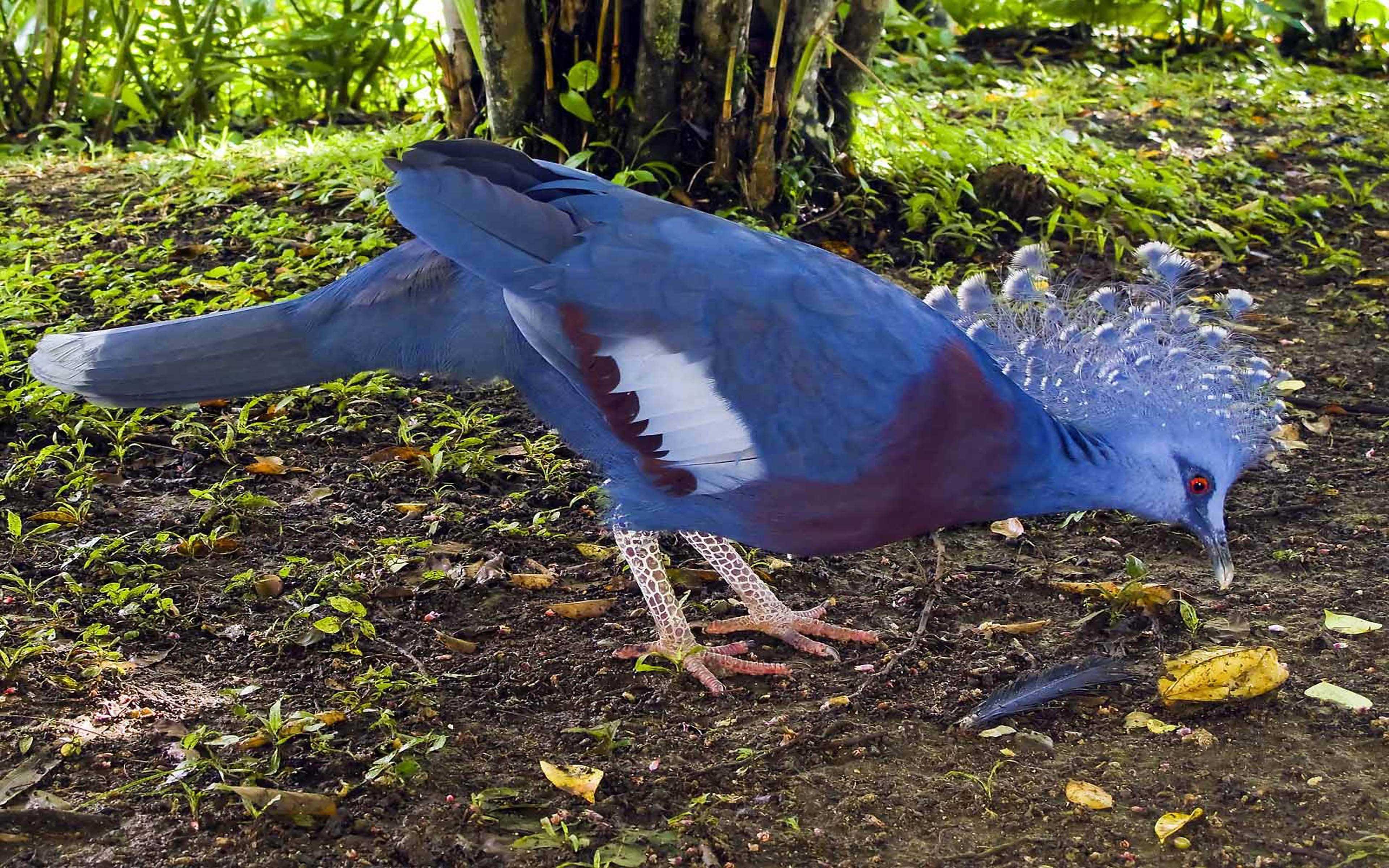 Victoria Crowned Pigeon Picture